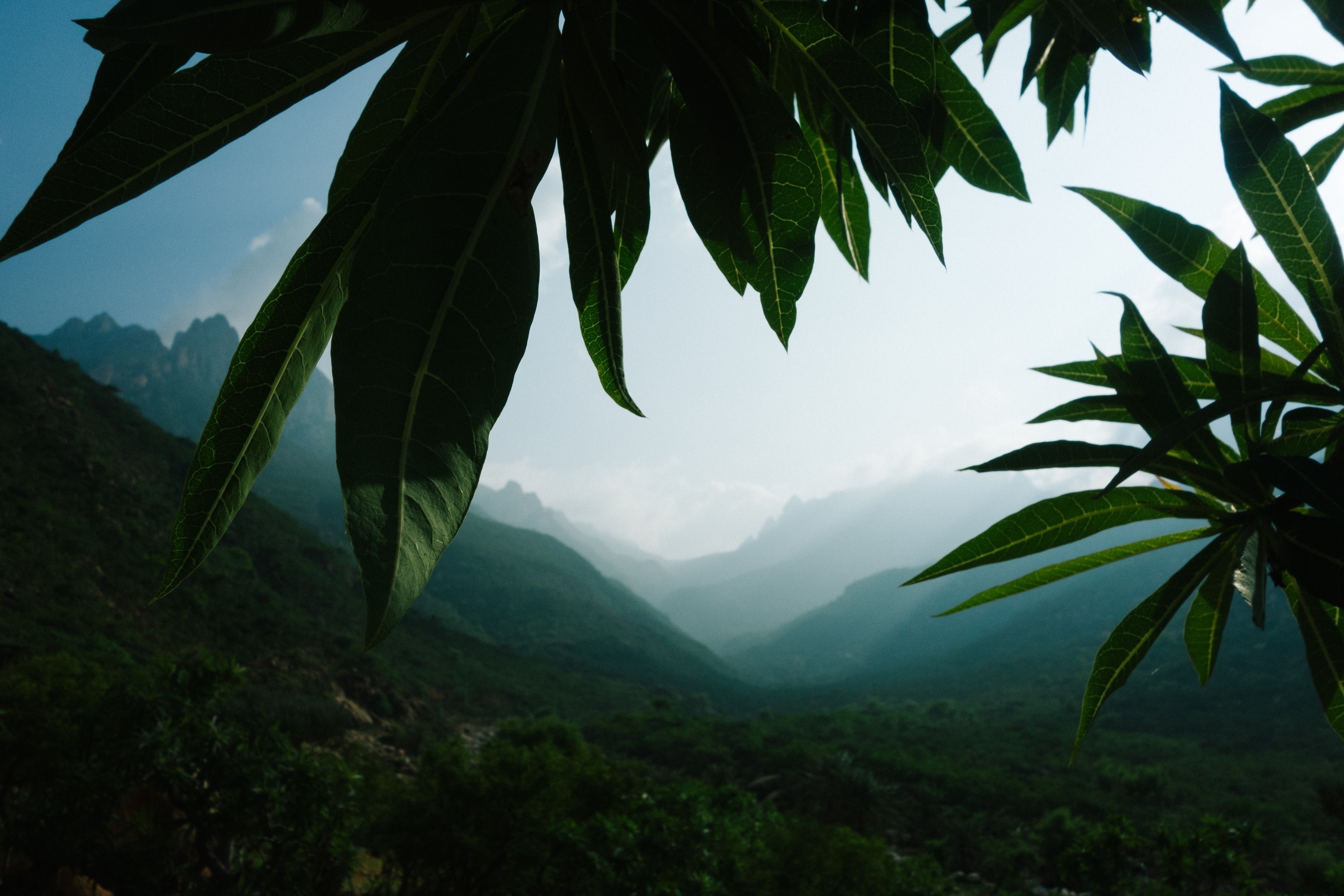 Green leaves frame a misty mountain valley HD Wallpaper