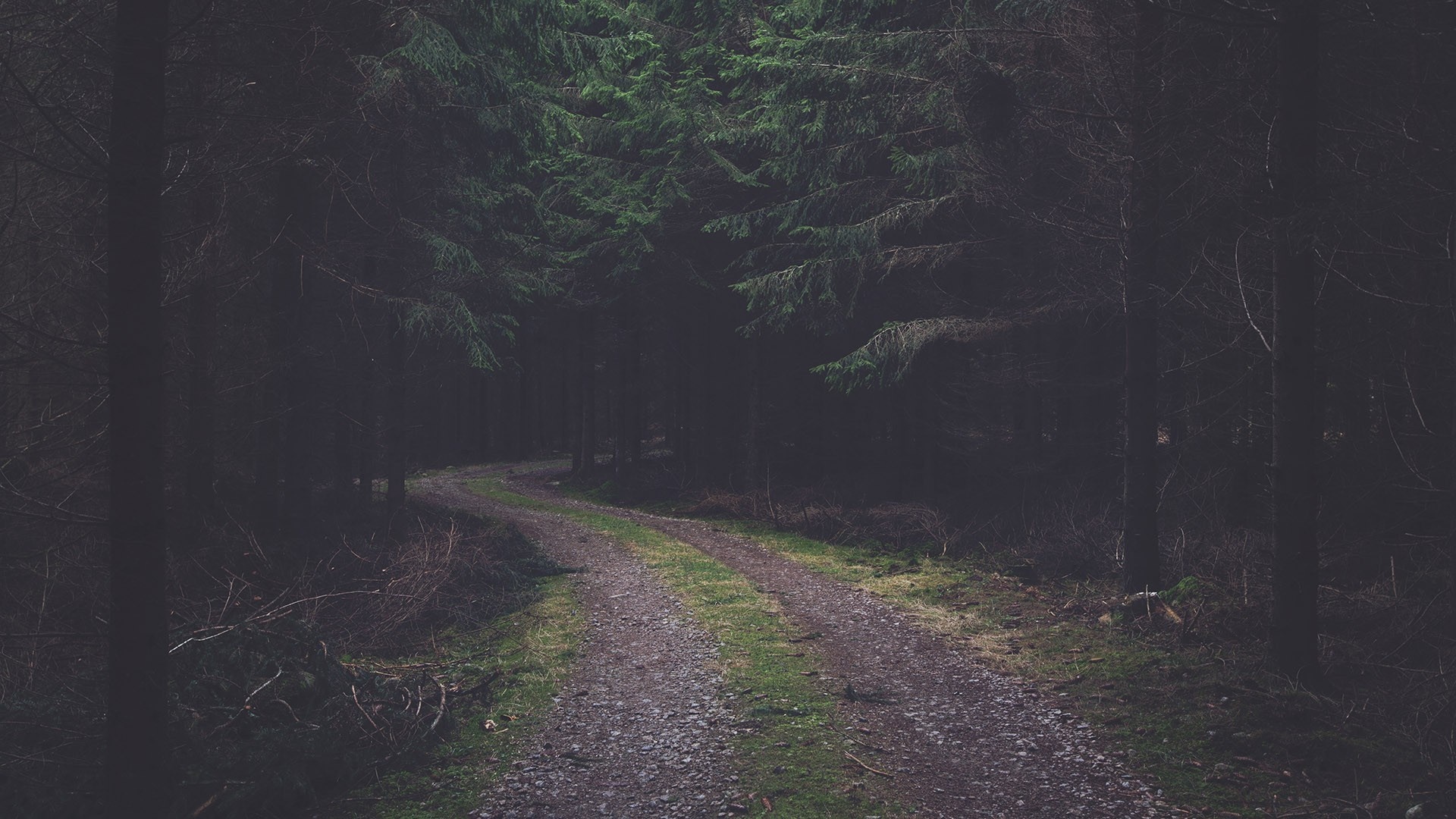 A winding dirt road through a dark forest HD Wallpaper
