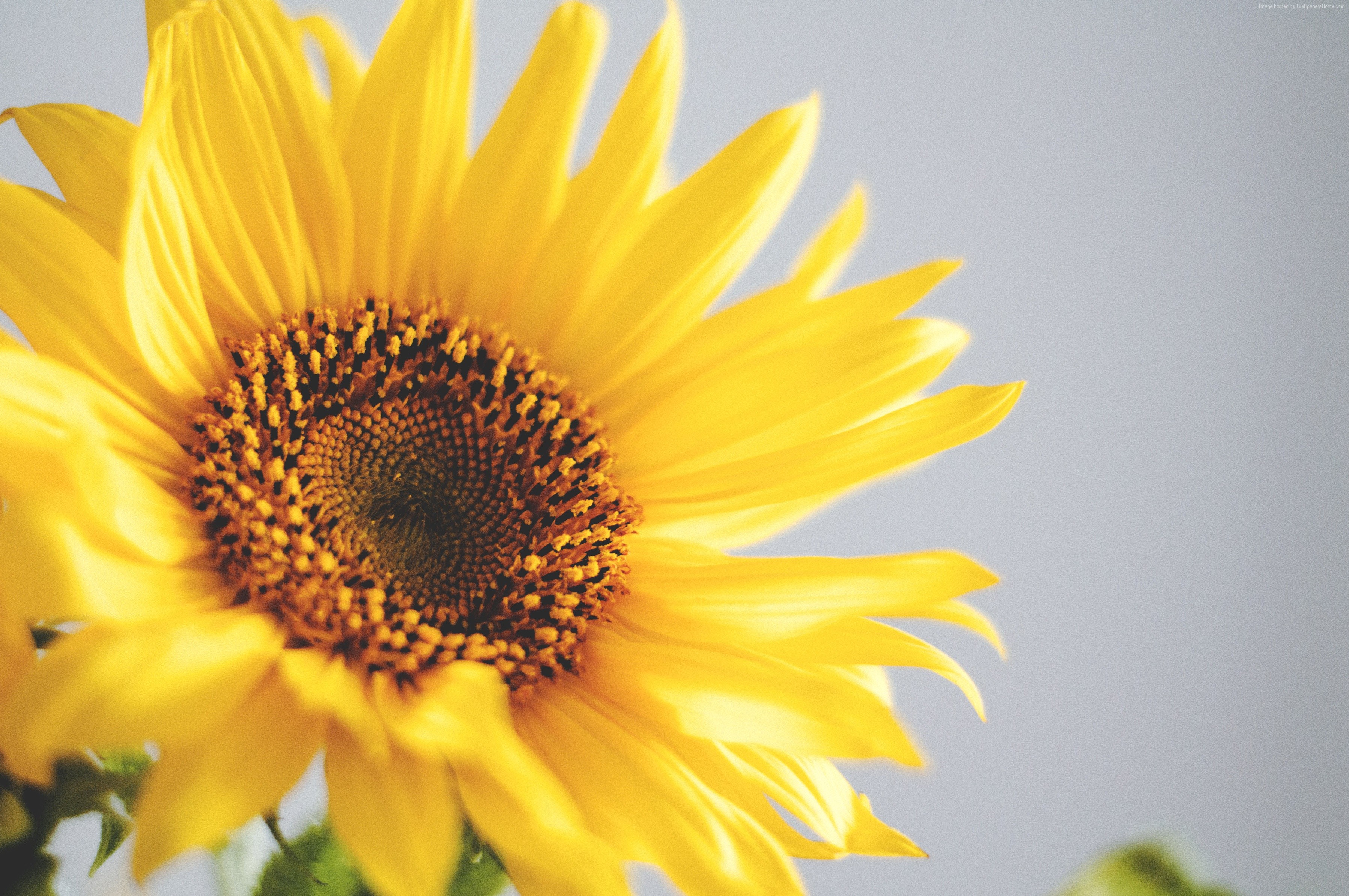 Yellow Sunflower Close-up 4K HD Wallpaper