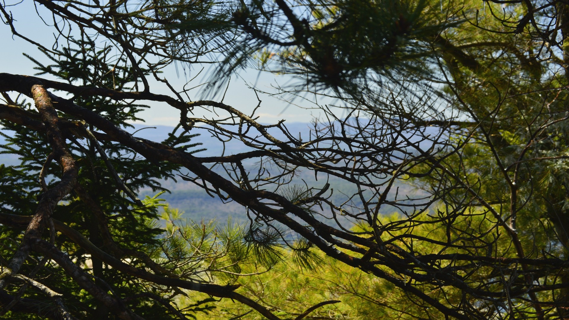 View through pine branches of distant mountains HD Wallpaper