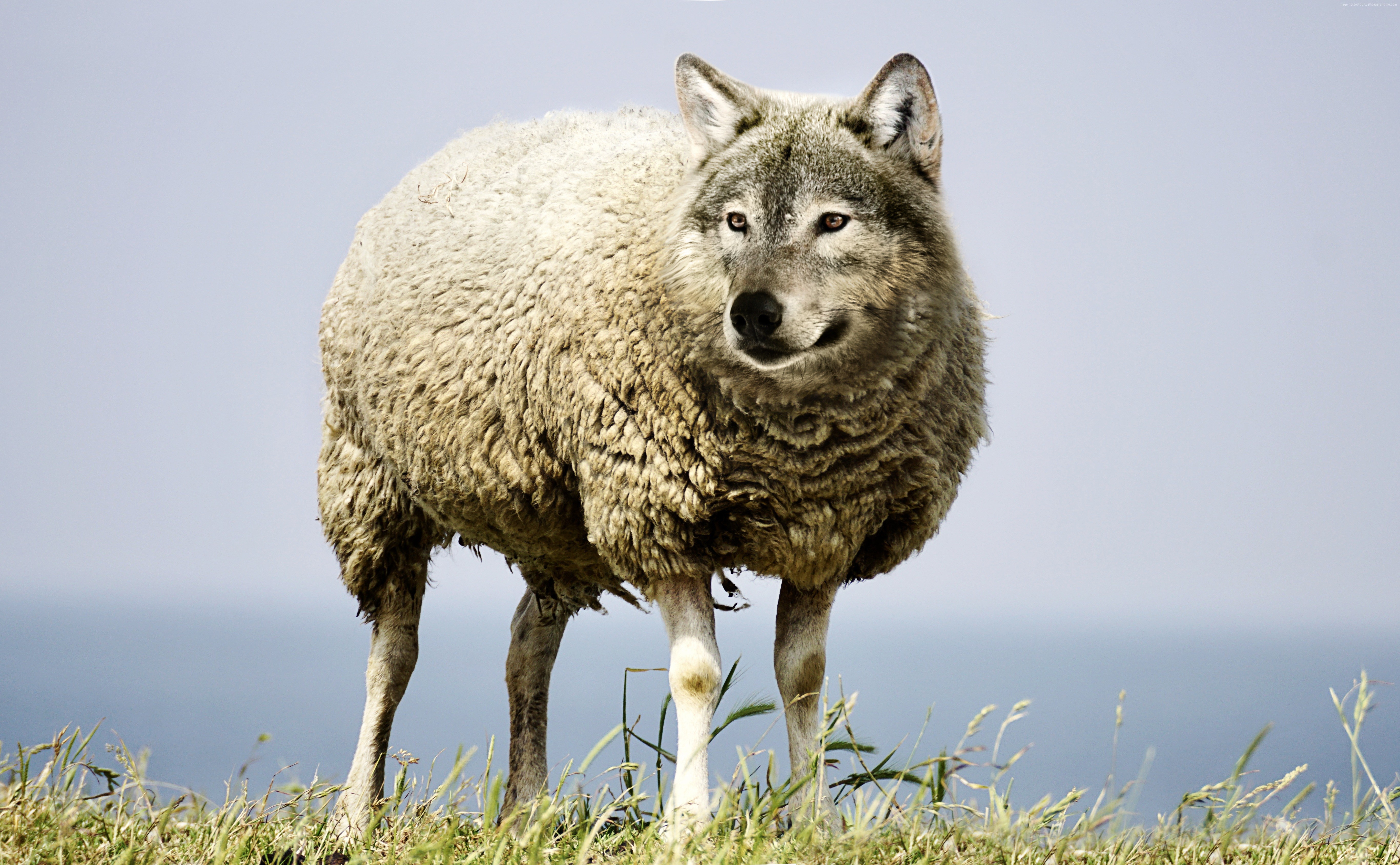 Wolf in sheep's clothing on grassy hill HD Wallpaper