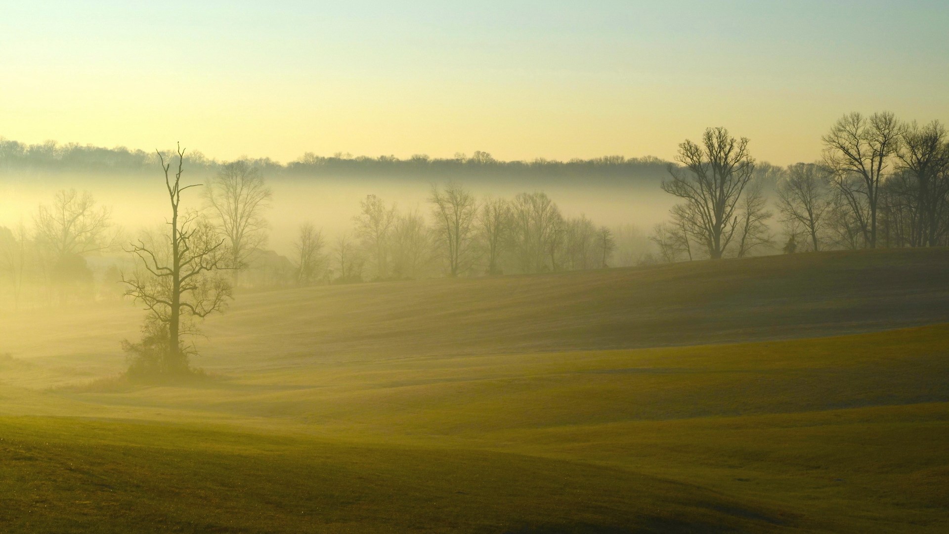 Misty morning over rolling hills and trees HD Wallpaper
