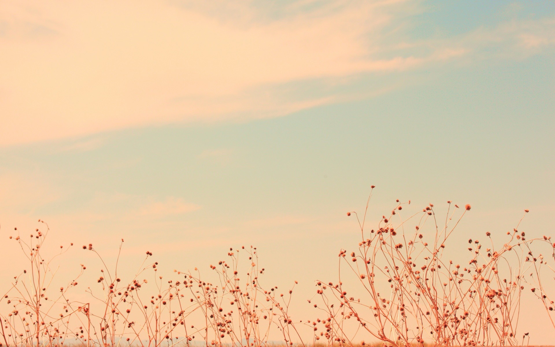 Dry plants against a pastel sky HD Wallpaper