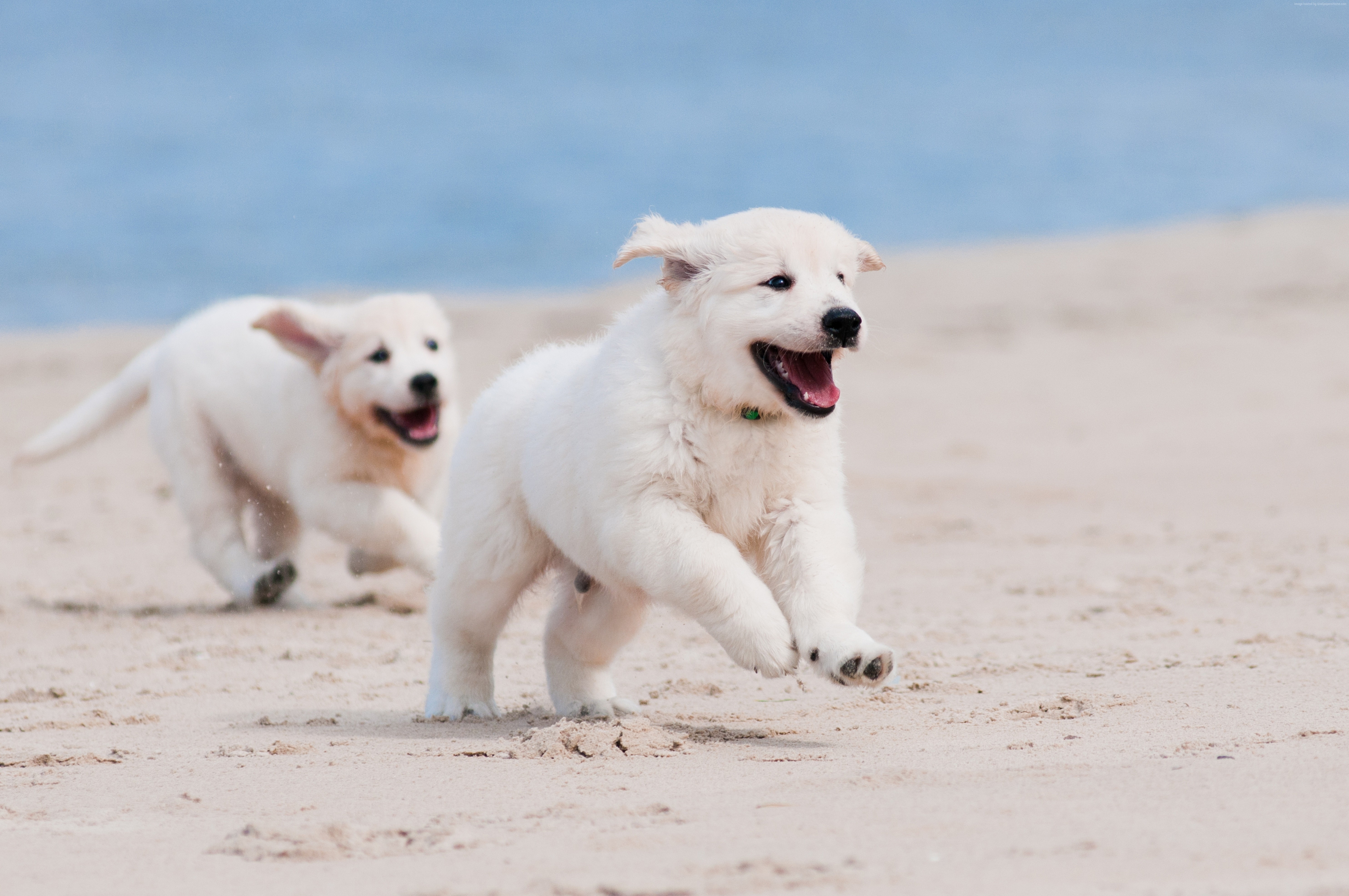 Two white puppies running on a sandy beach HD Wallpaper