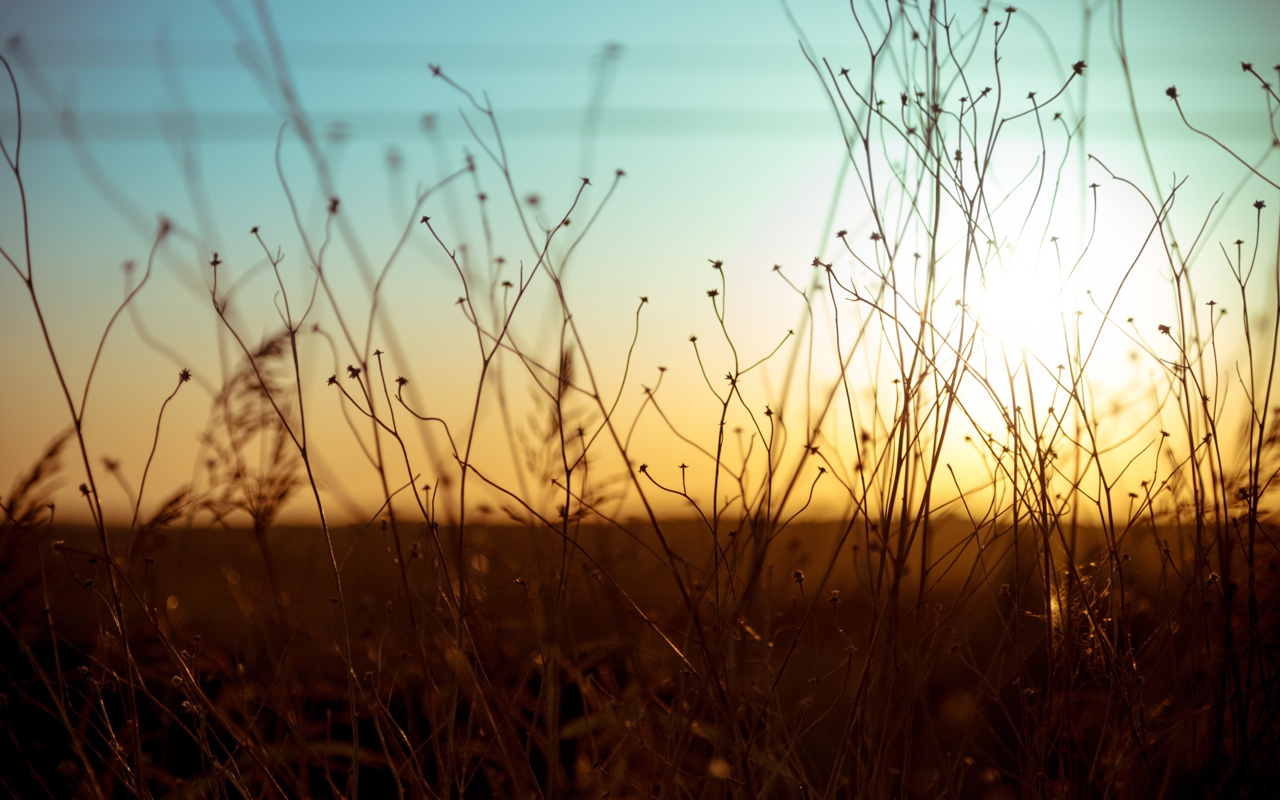 Silhouette of dry grass against sunset sky HD Wallpaper