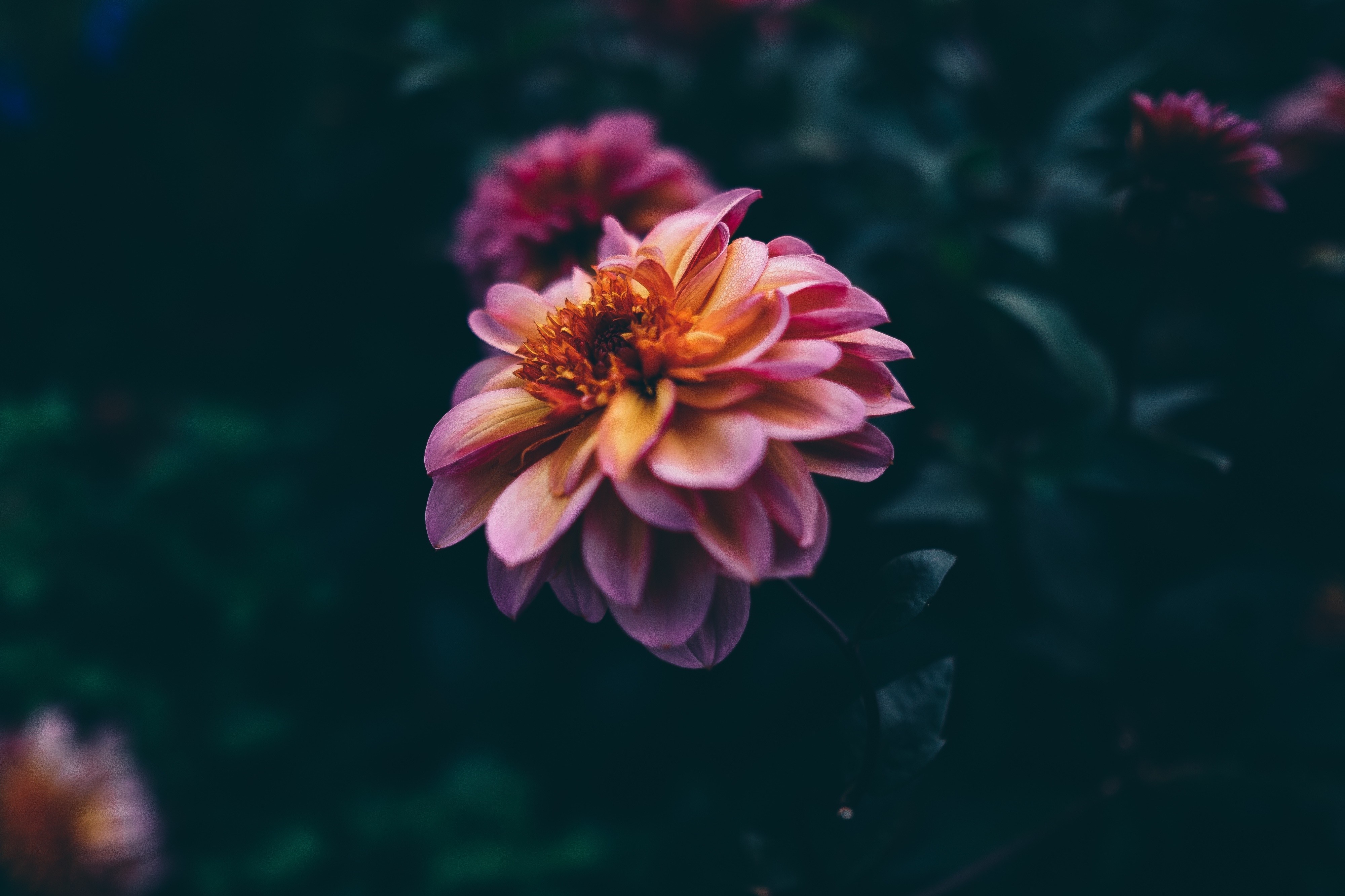Pink and yellow dahlia flower macro photography HD Wallpaper