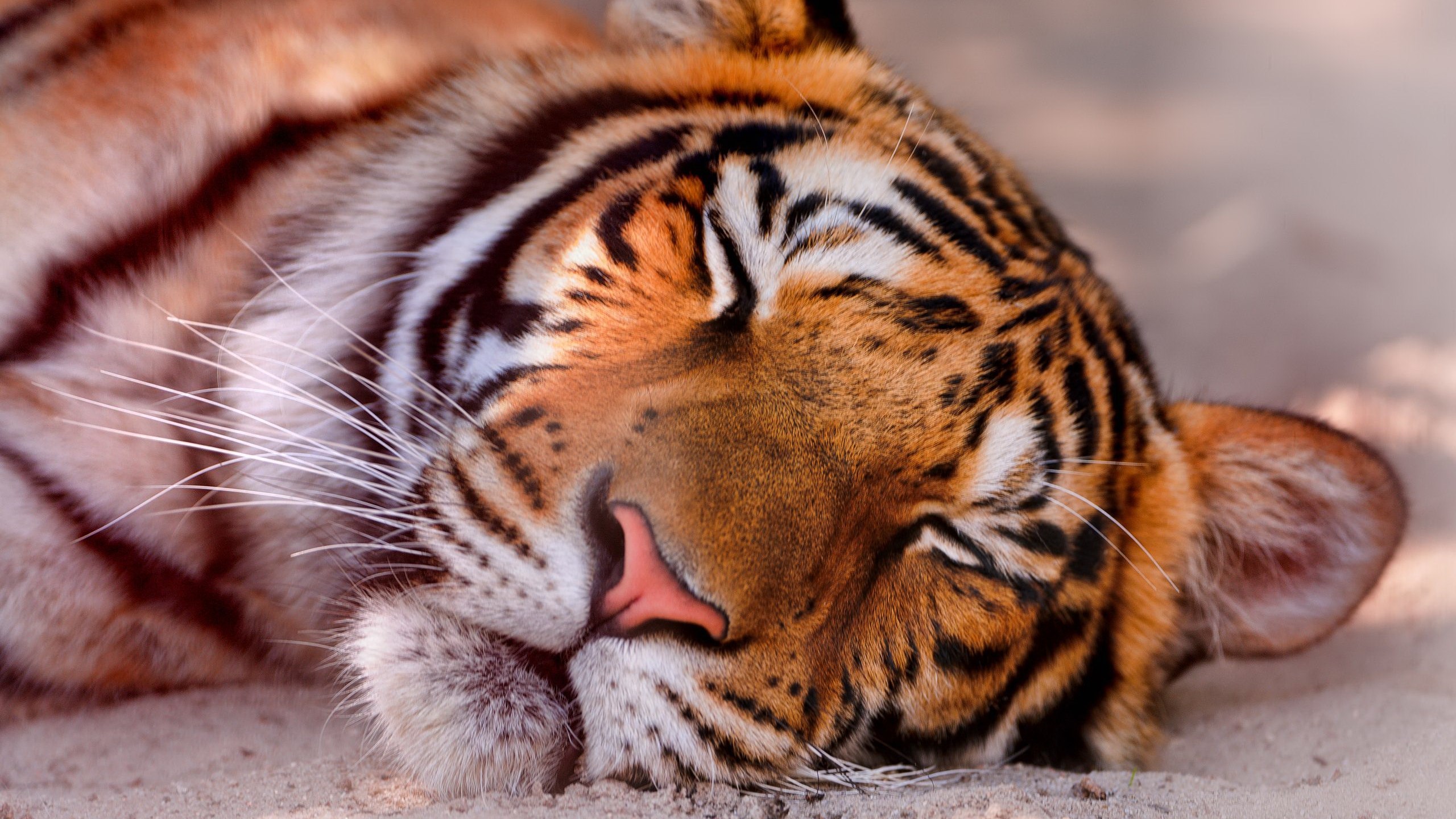 Close-up of a sleeping tiger's face HD Wallpaper