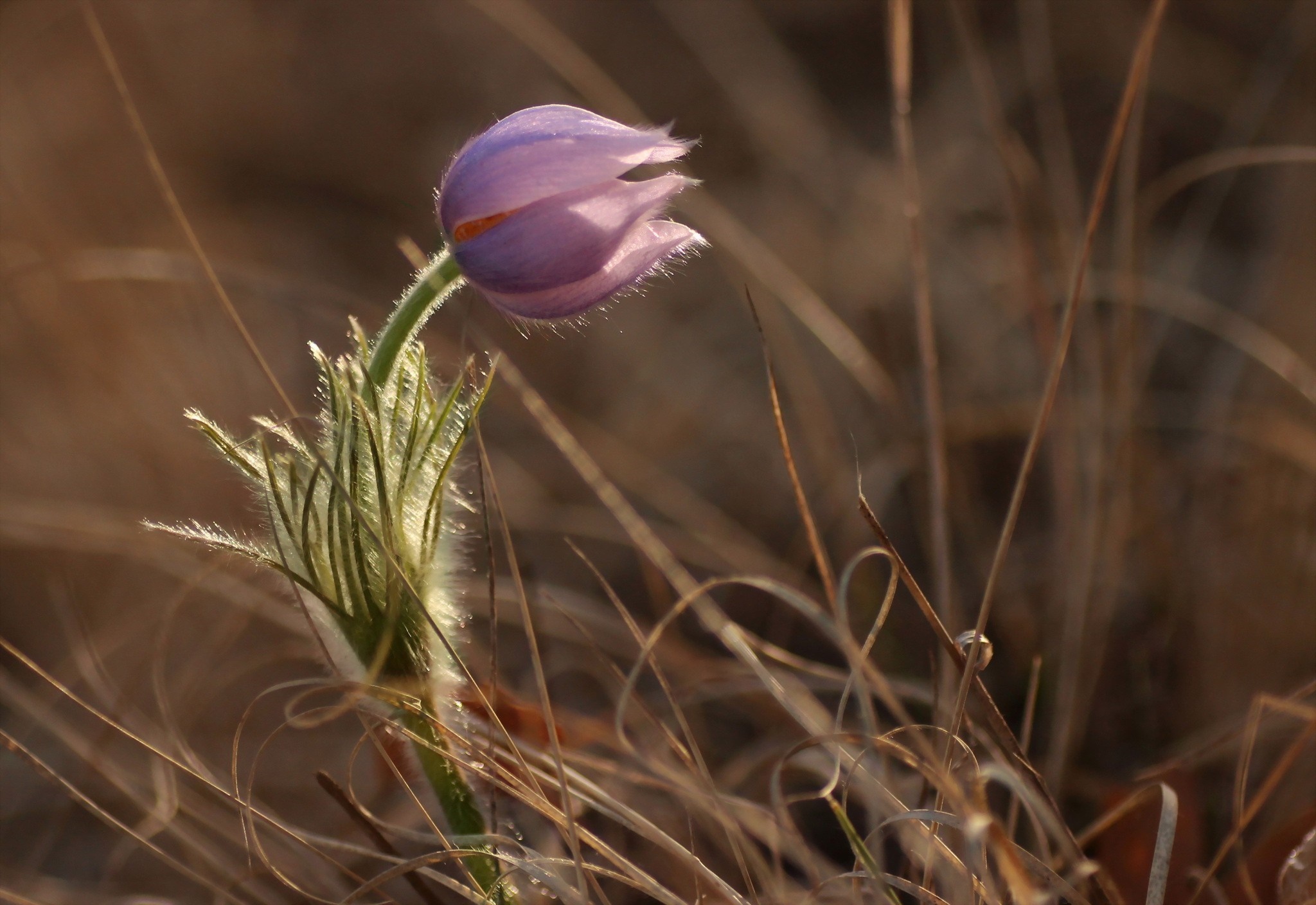 Purple pasqueflower bud in dry grass HD Wallpaper