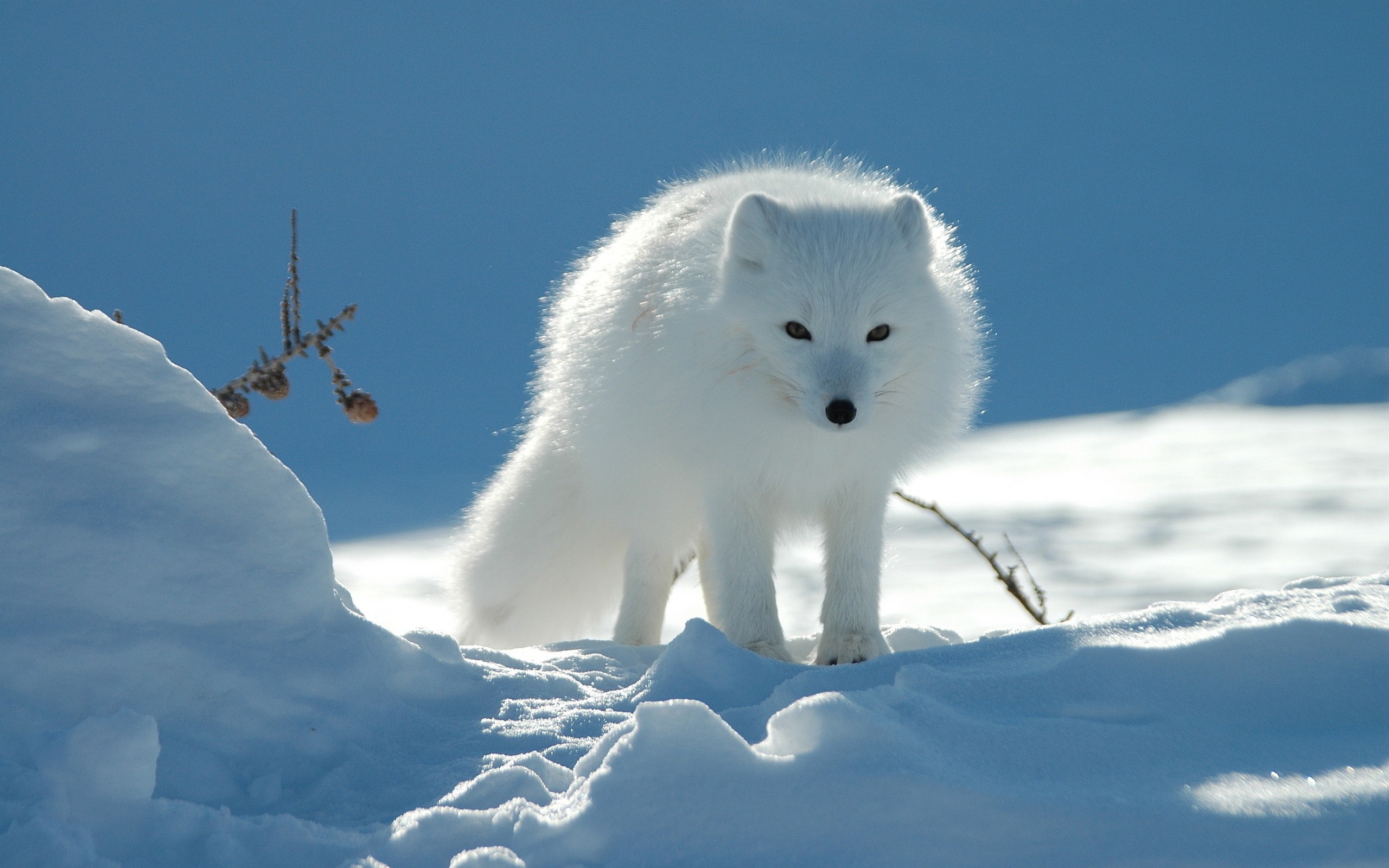 Arctic Fox Standing on Snowy Tundra HD Wallpaper
