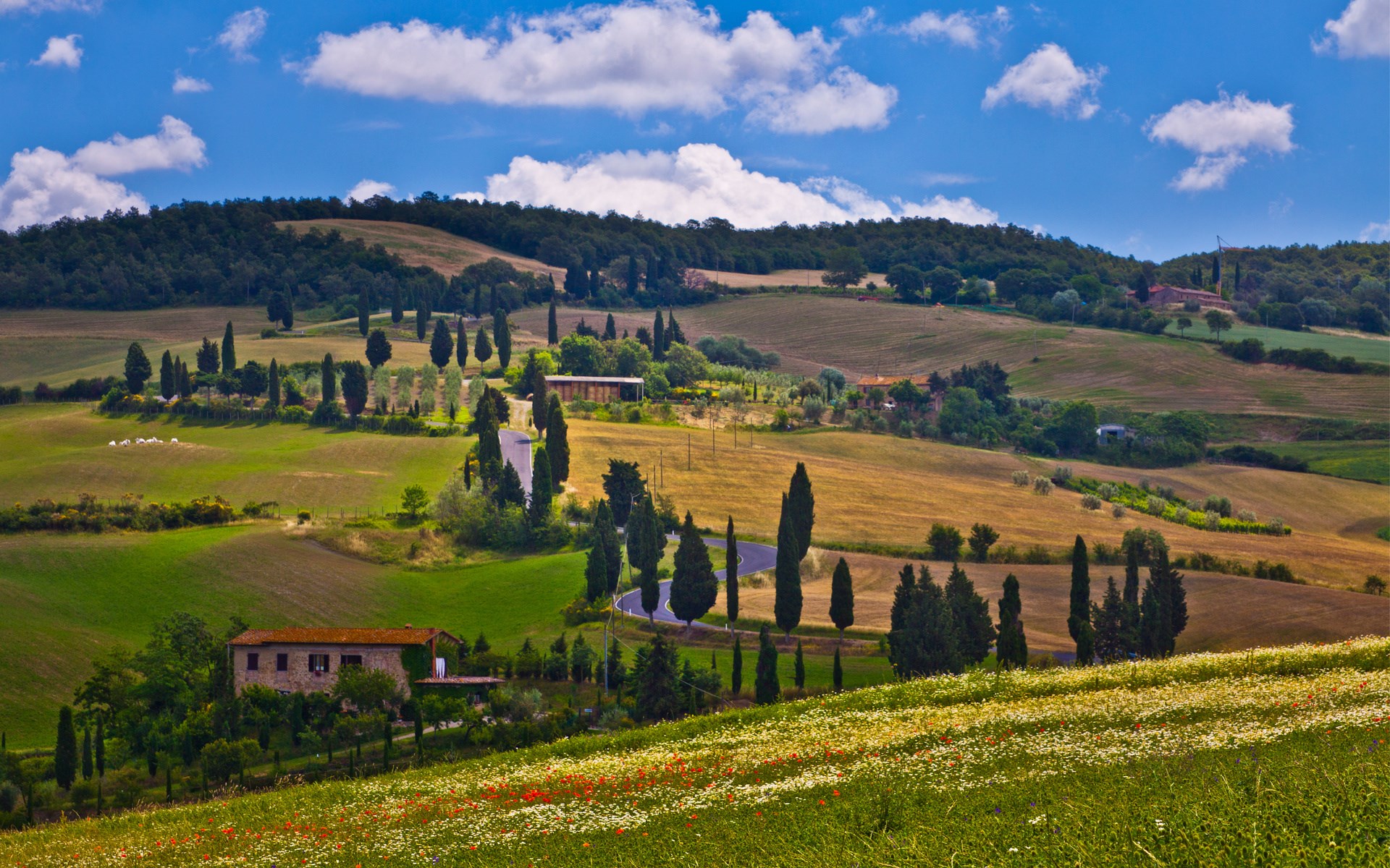 Tuscan Landscape with Rolling Hills and Cypress Trees HD Wallpaper