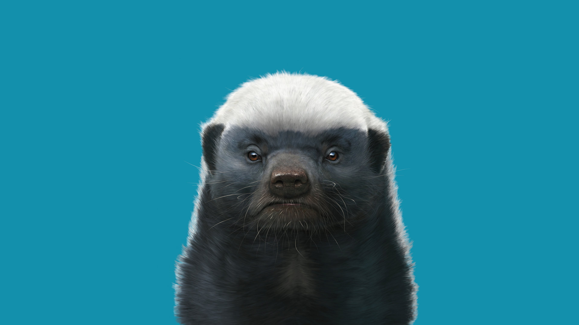 Honey badger portrait HD Wallpaper