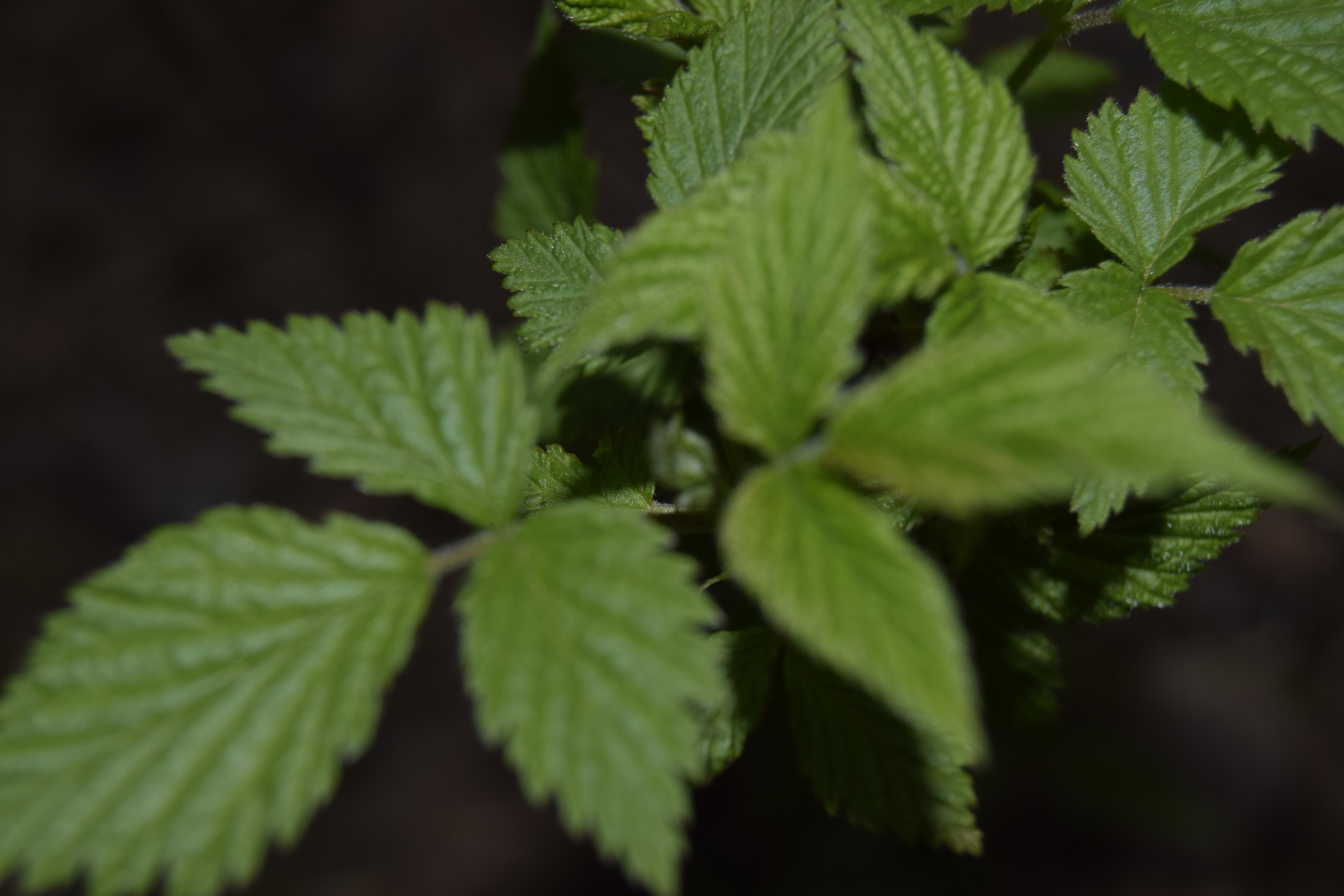 Close-up of green raspberry leaves HD Wallpaper