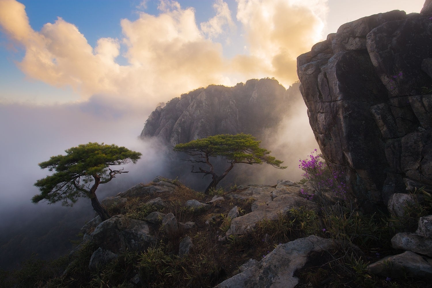 Misty mountain landscape with pine trees and wildflowers HD Wallpaper