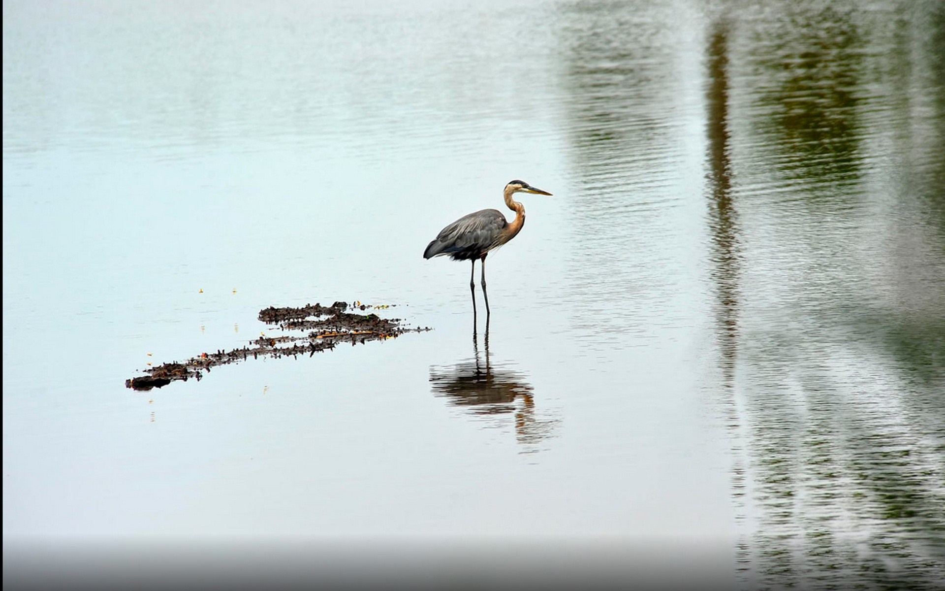 Great Blue Heron standing in shallow water with reflection HD Wallpaper