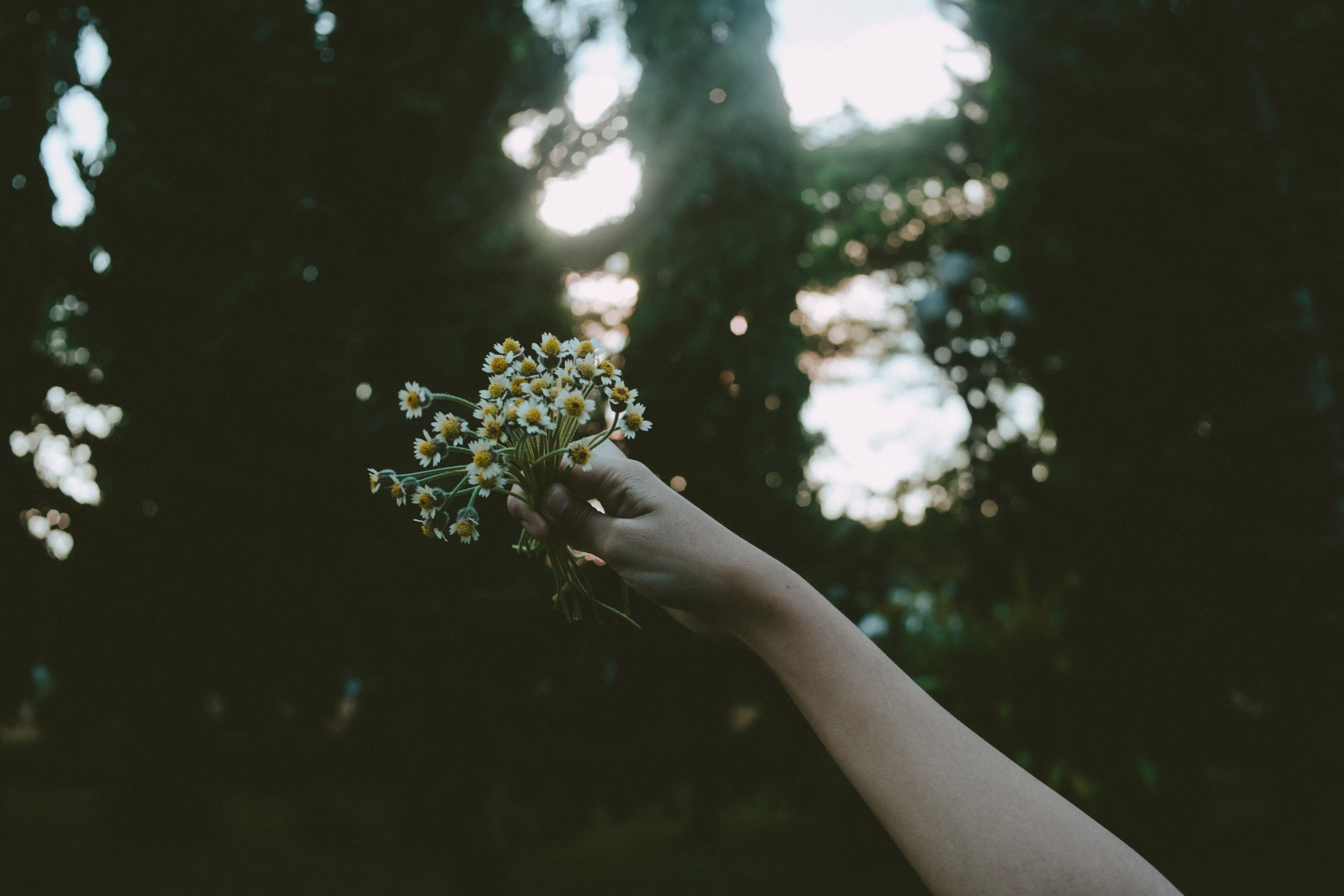 Hand holding a bouquet of small white flowers HD Wallpaper