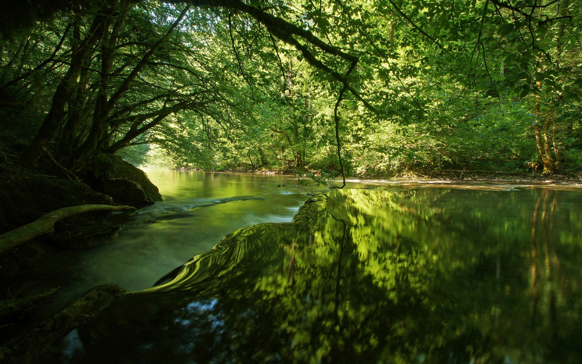 Sunlight filtering through trees onto a forest stream HD Wallpaper
