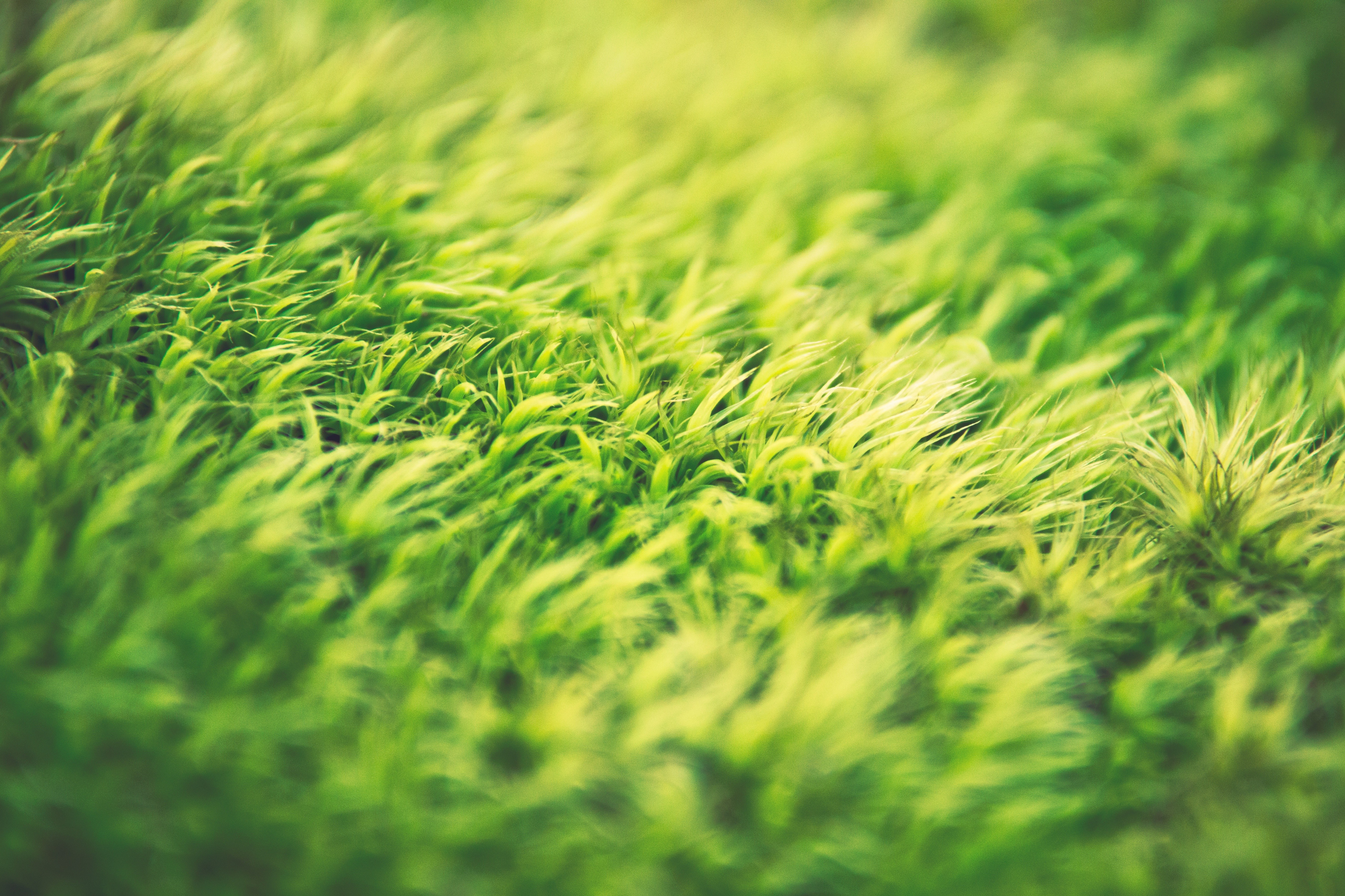 Close-up of green grass with shallow depth of field HD Wallpaper