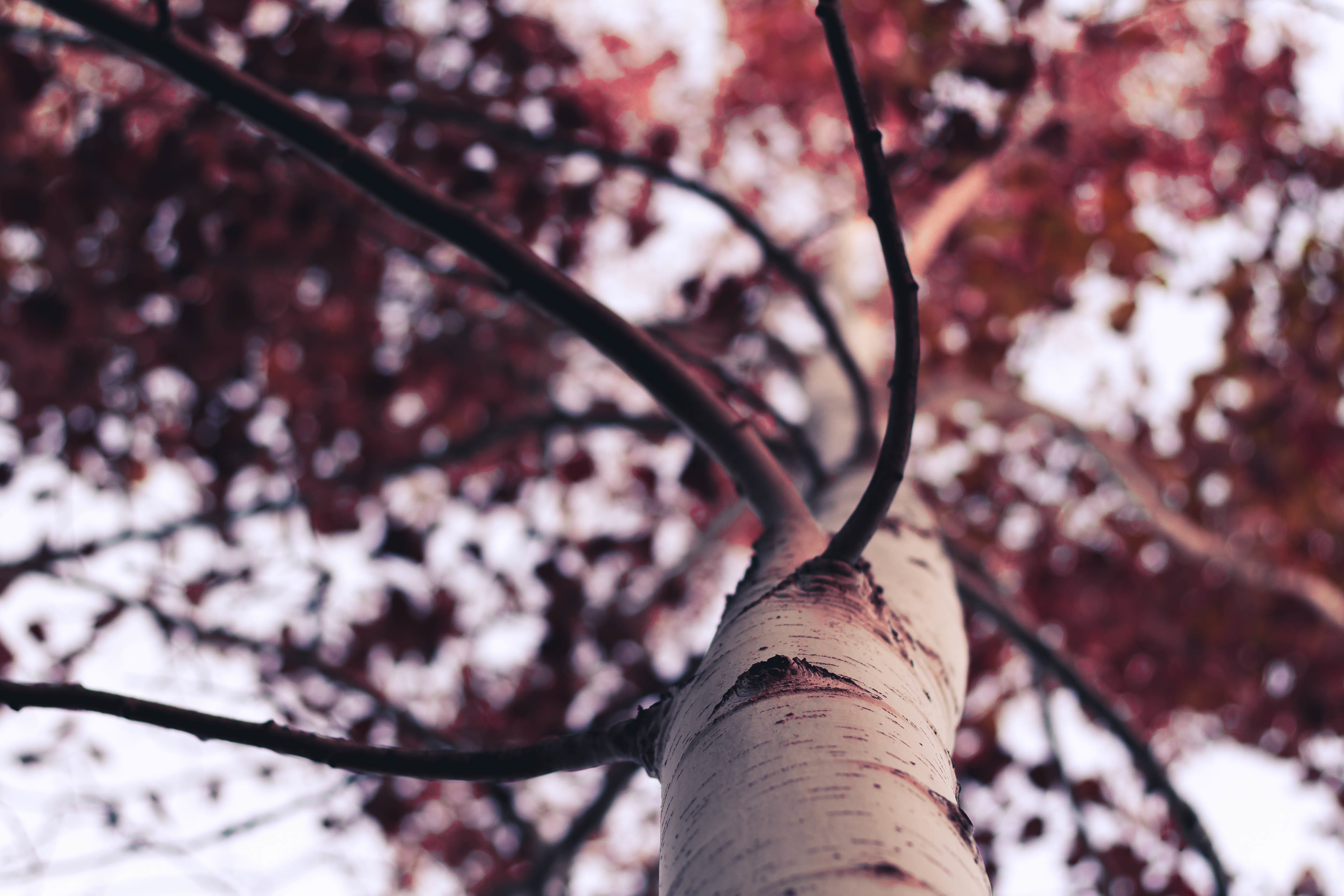 Close up of a tree trunk with red leaves HD Wallpaper