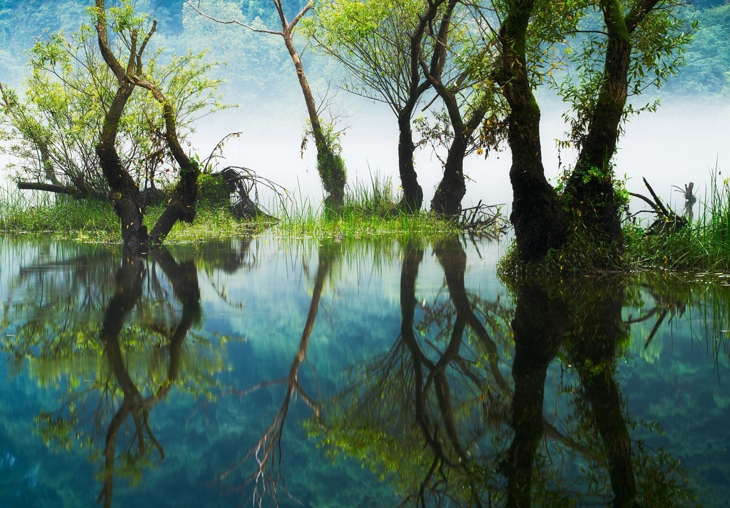 Trees reflected in a misty lake HD Wallpaper