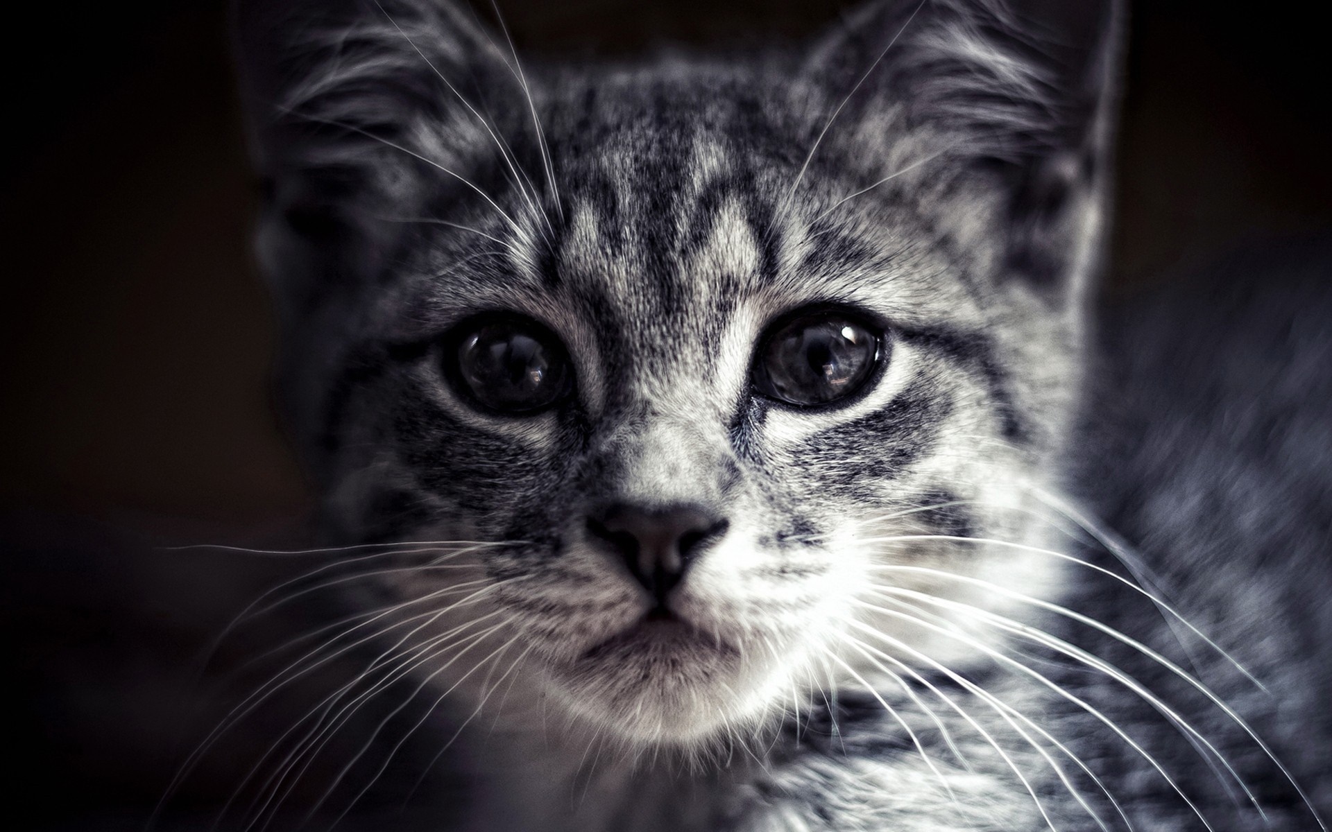 Close up of a tabby kitten's face HD Wallpaper