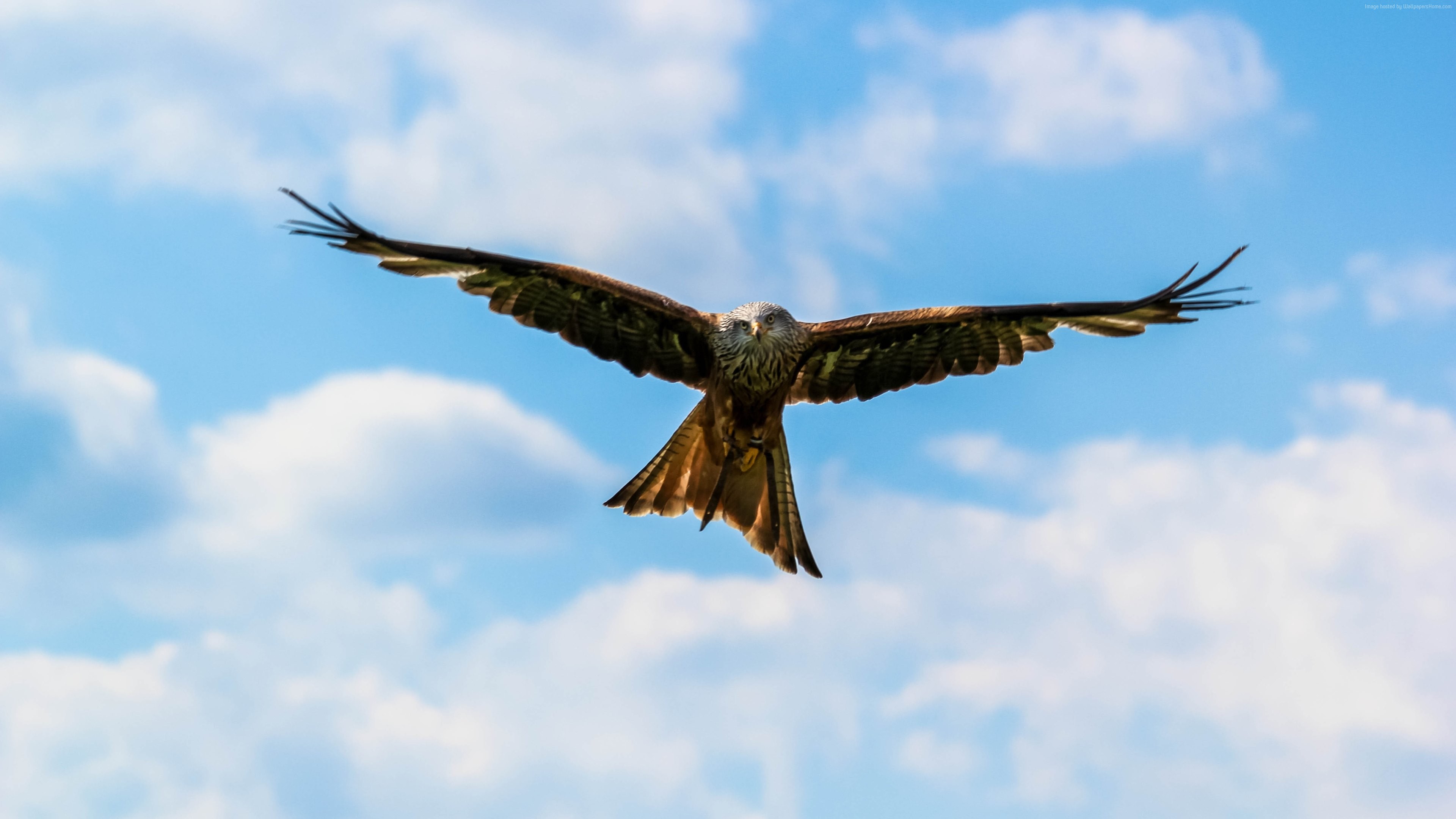 Red Kite Bird Flying in the Sky HD Wallpaper