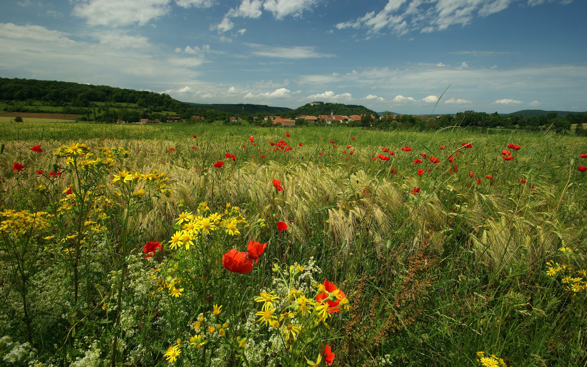 Field of poppies and yellow flowers with a village in the distance HD Wallpaper
