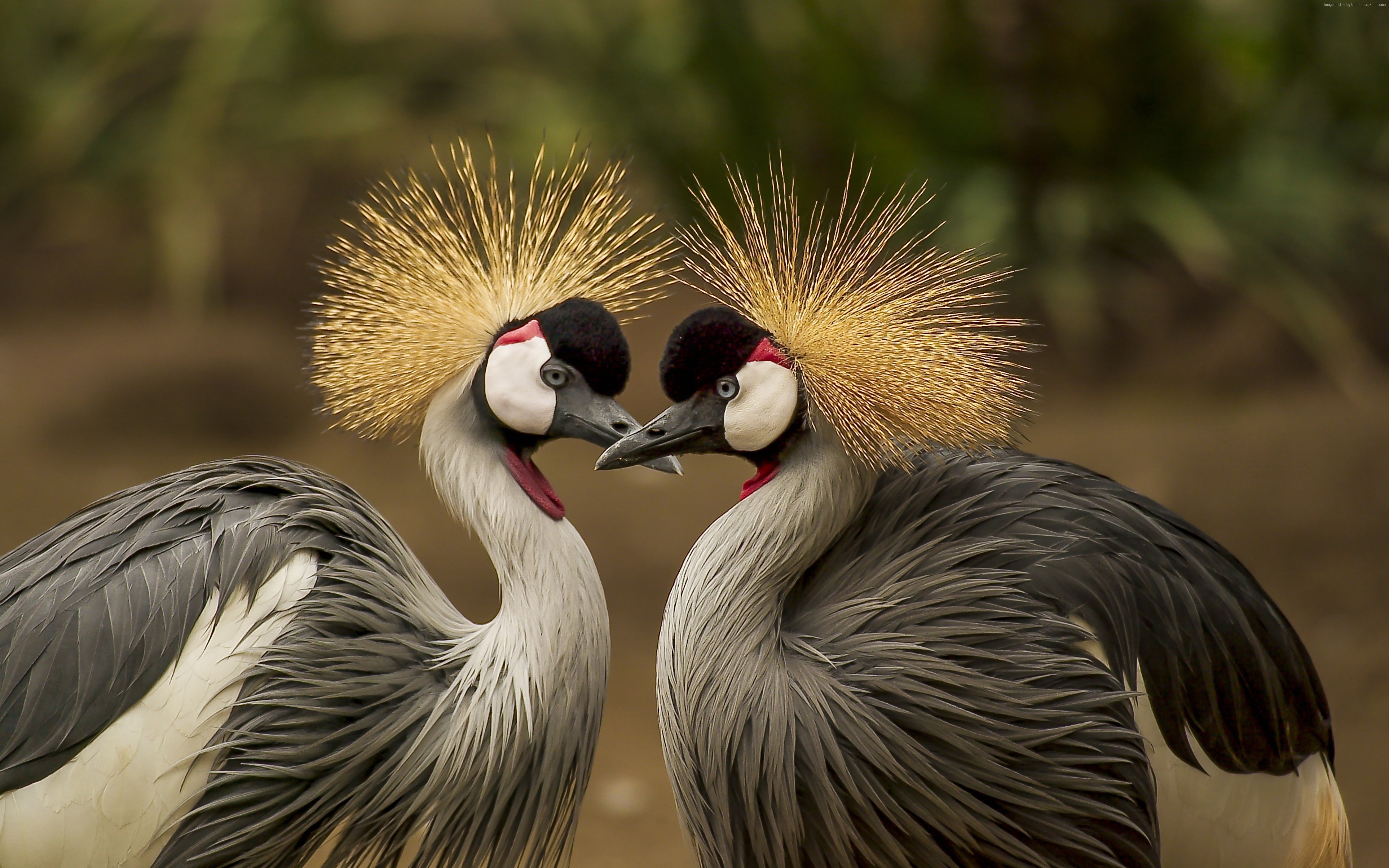 Two Grey Crowned Cranes with golden crests HD Wallpaper