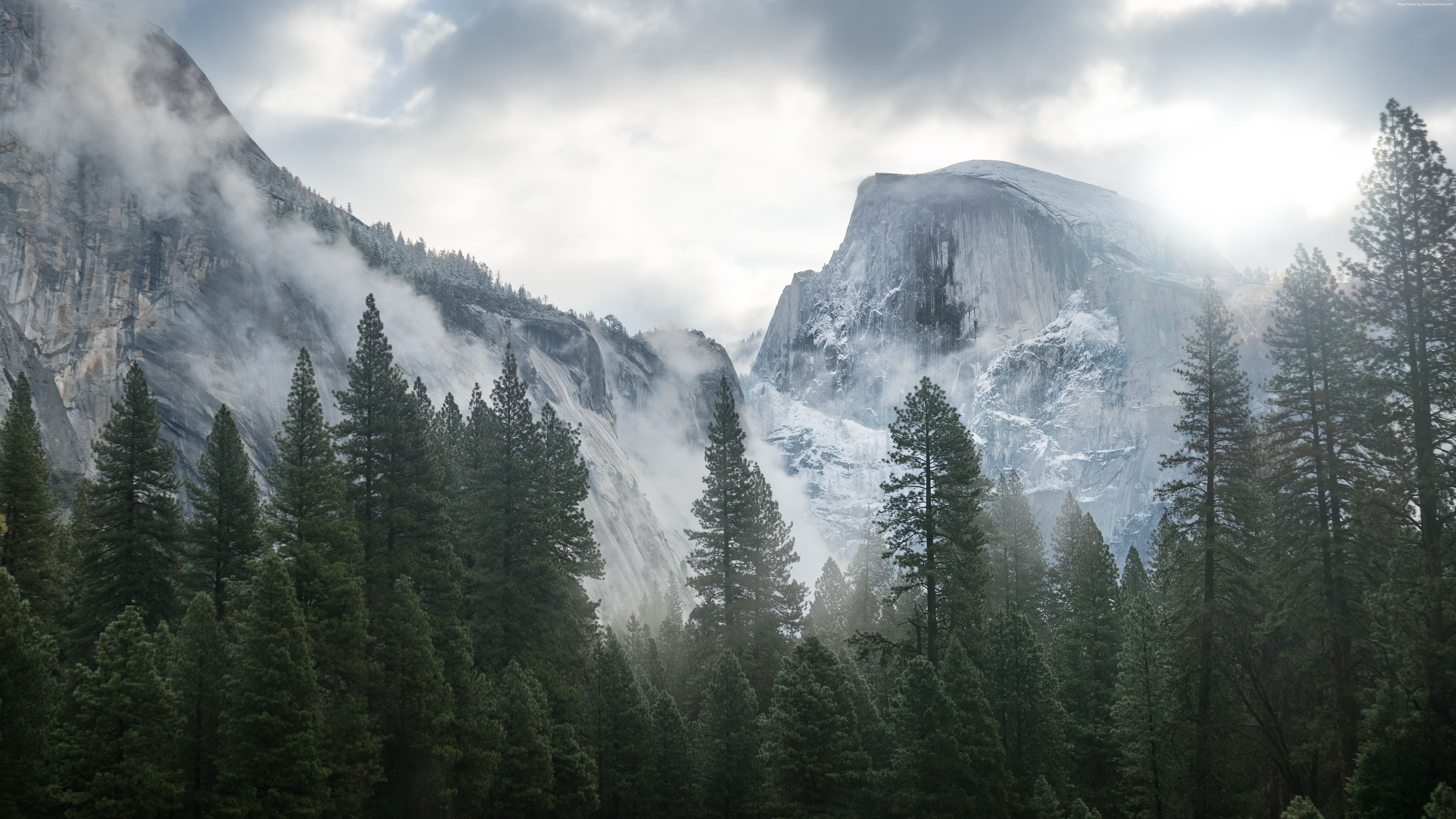 Mountain range with fog and pine forest HD Wallpaper
