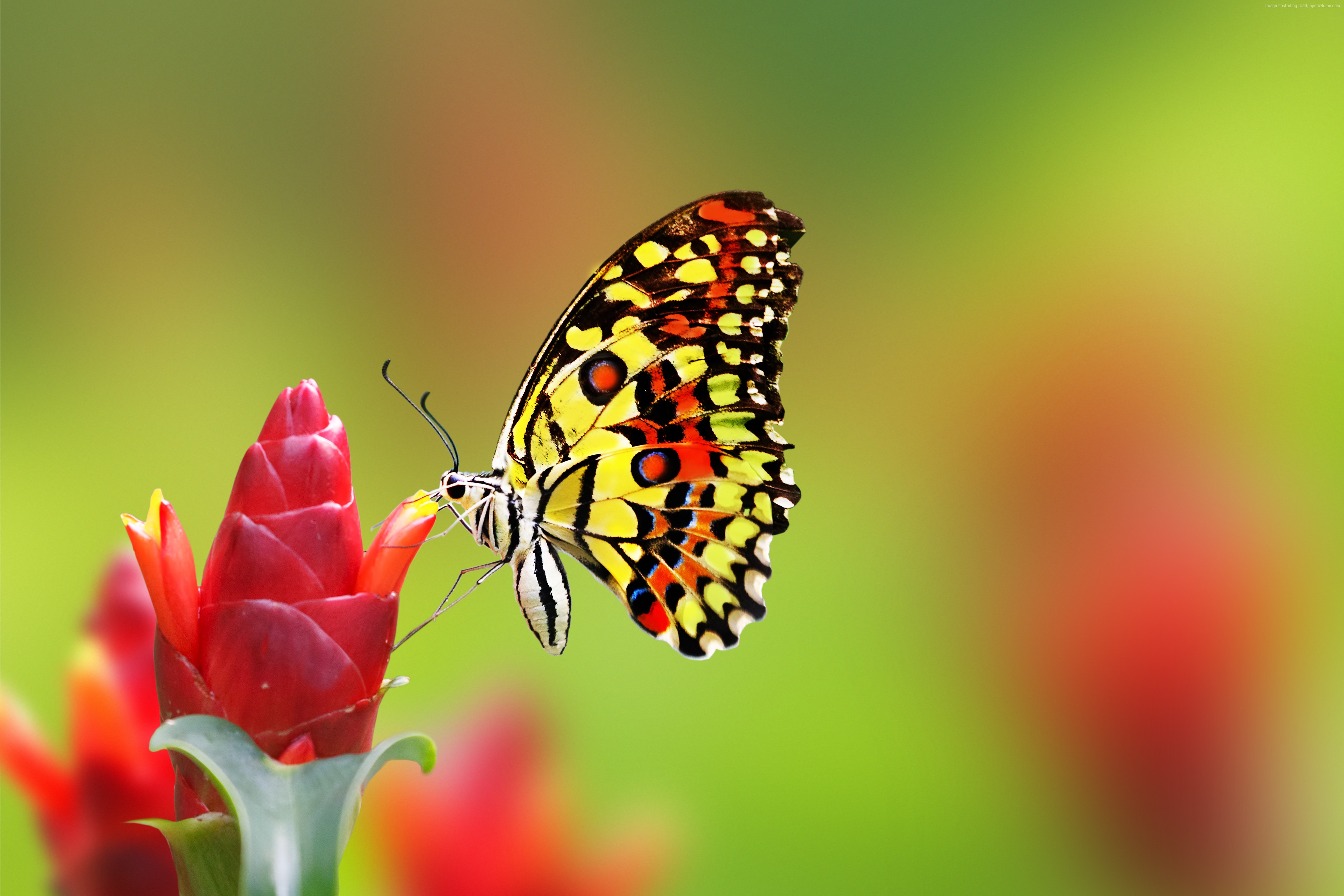 Butterfly on a red flower, 4K HD Wallpaper