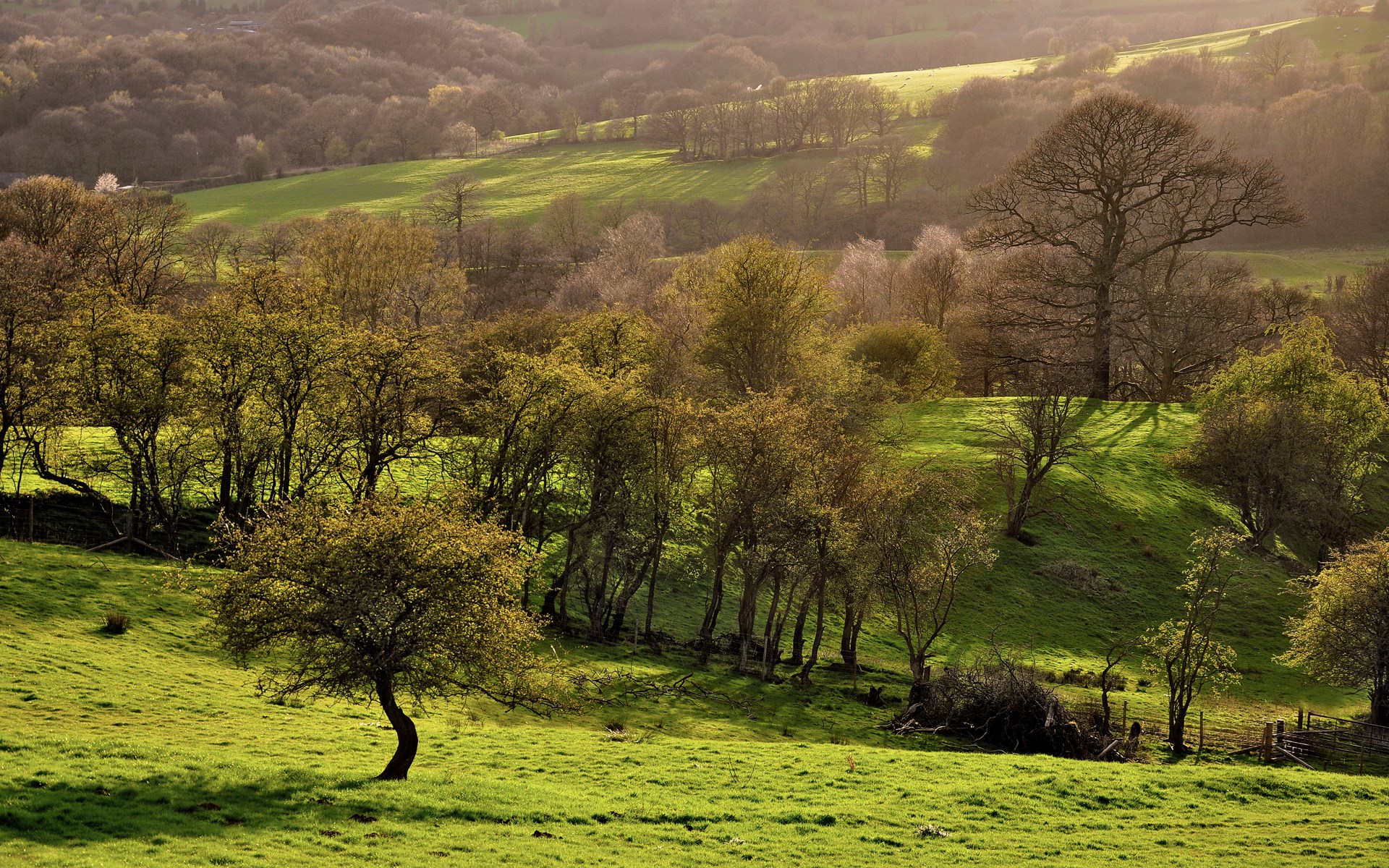 Rolling green hills with trees in the sunlight HD Wallpaper