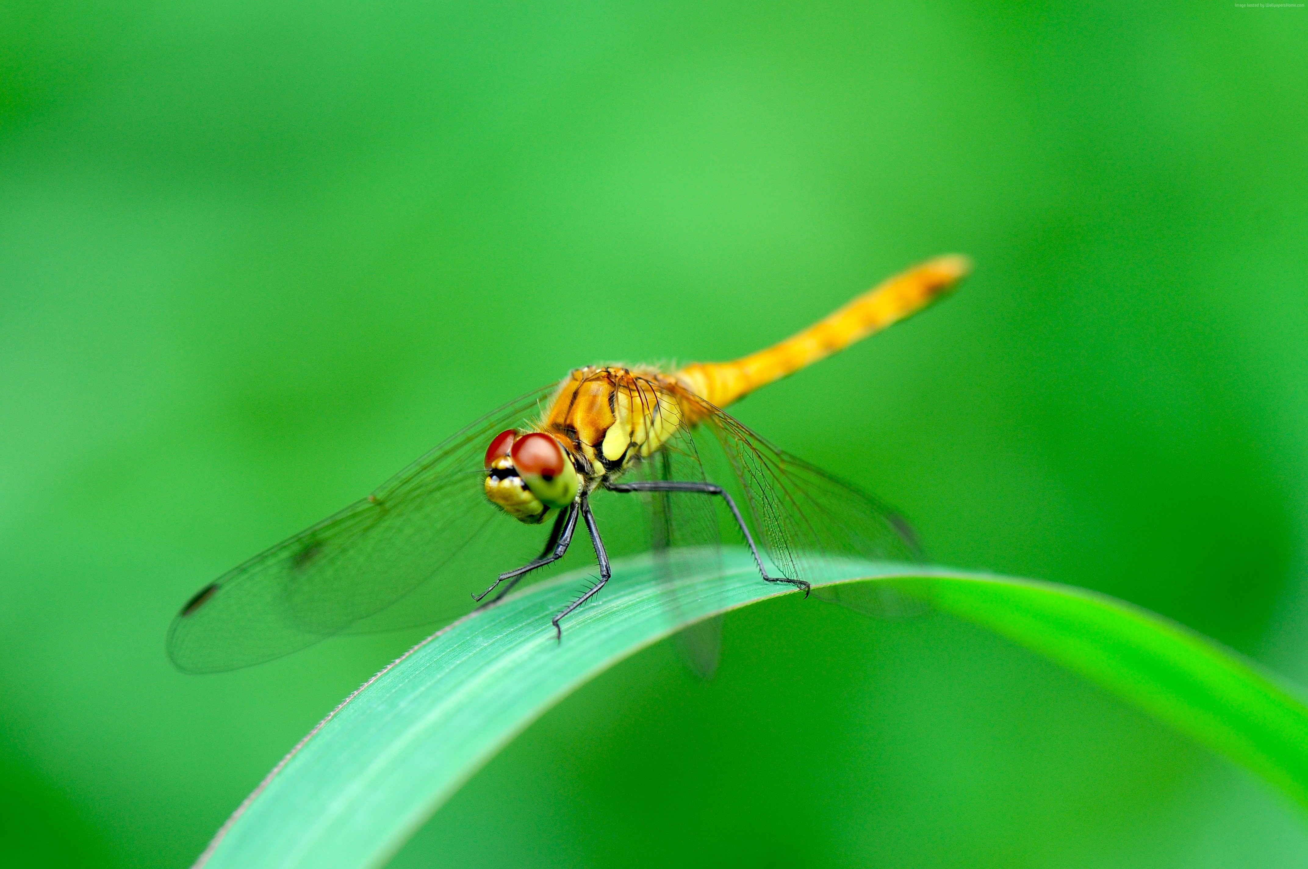 Dragonfly on a green leaf HD Wallpaper