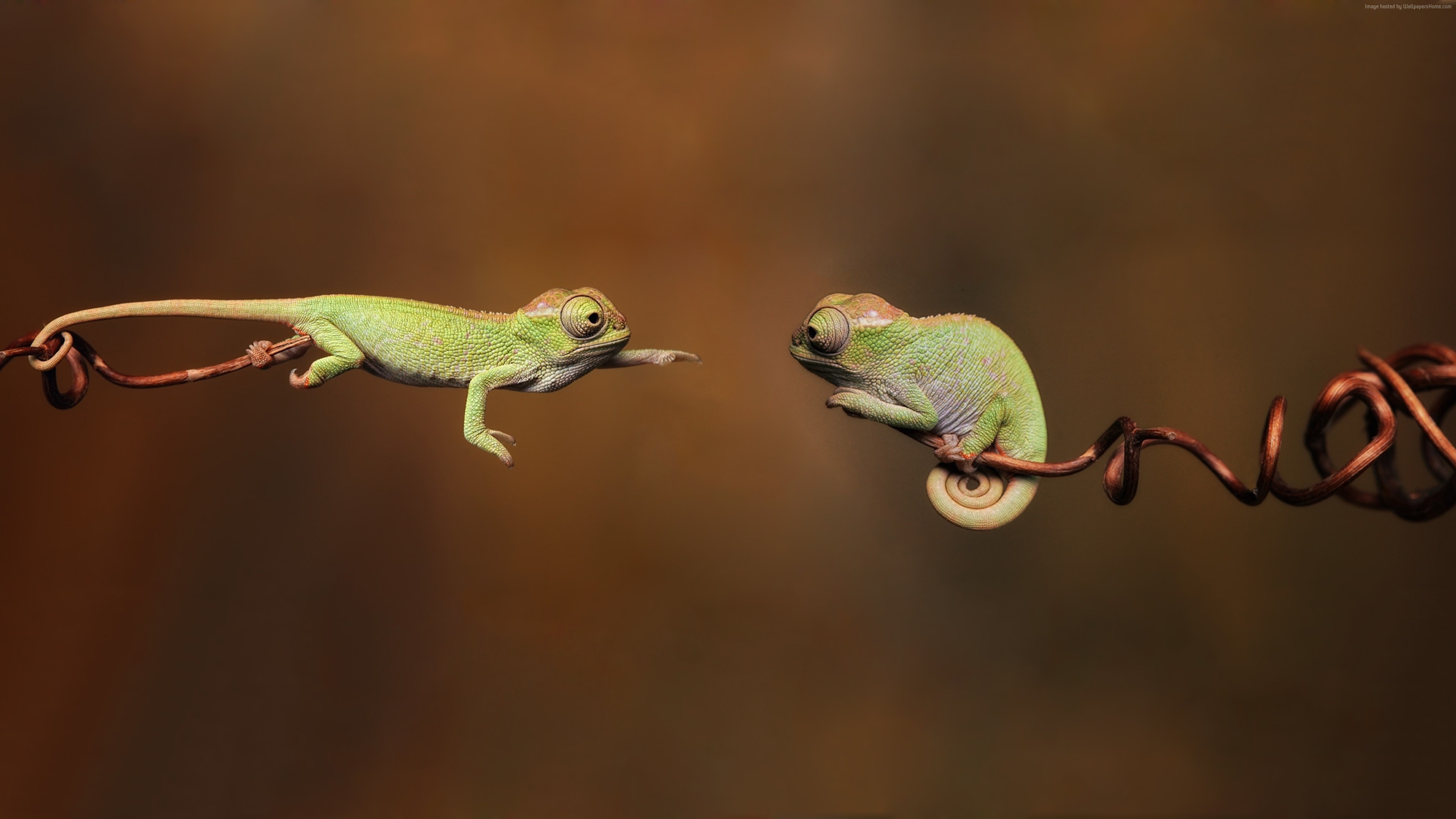 Two green chameleons on a branch, 4K HD Wallpaper