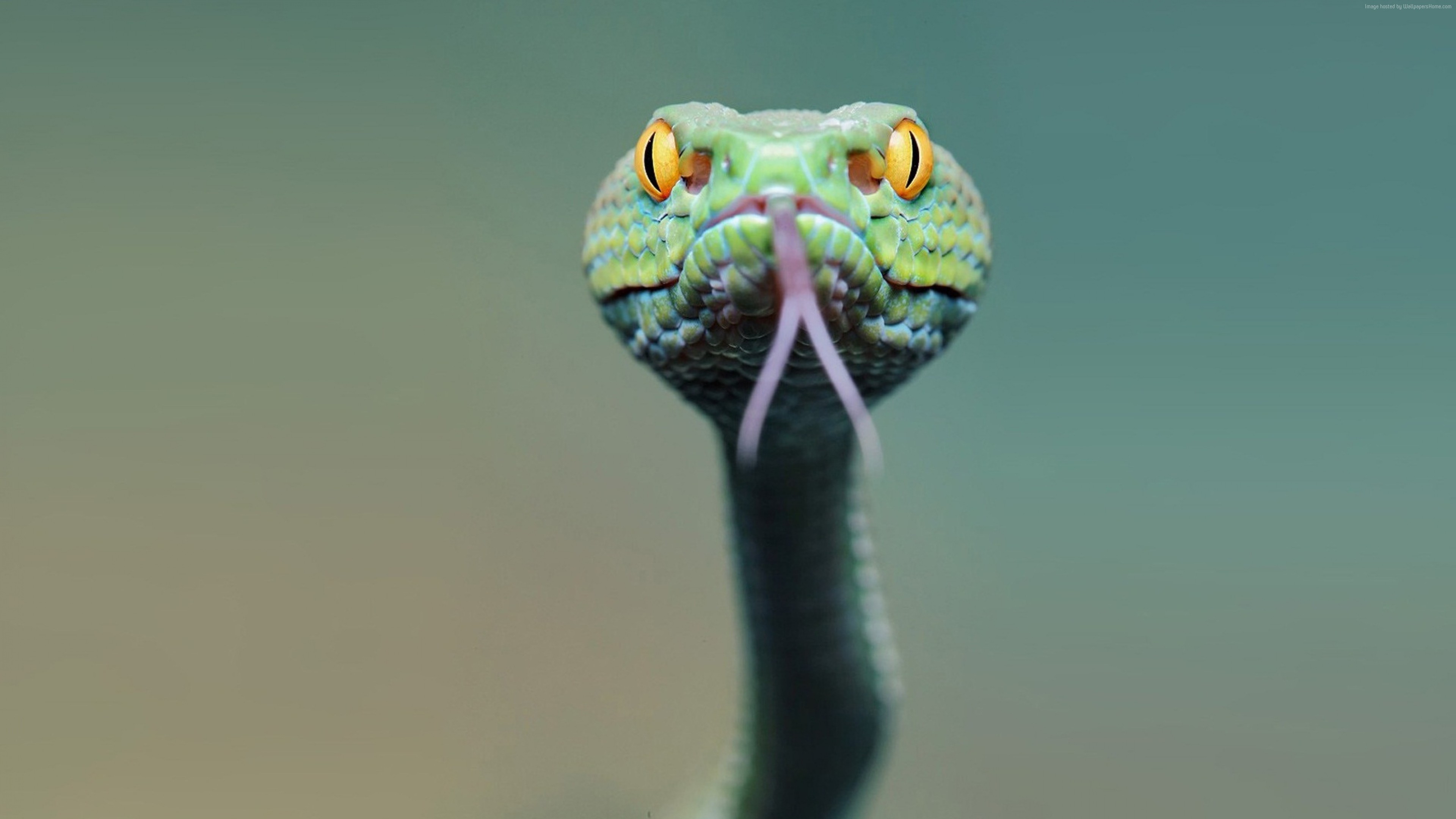 Green snake with forked tongue HD Wallpaper