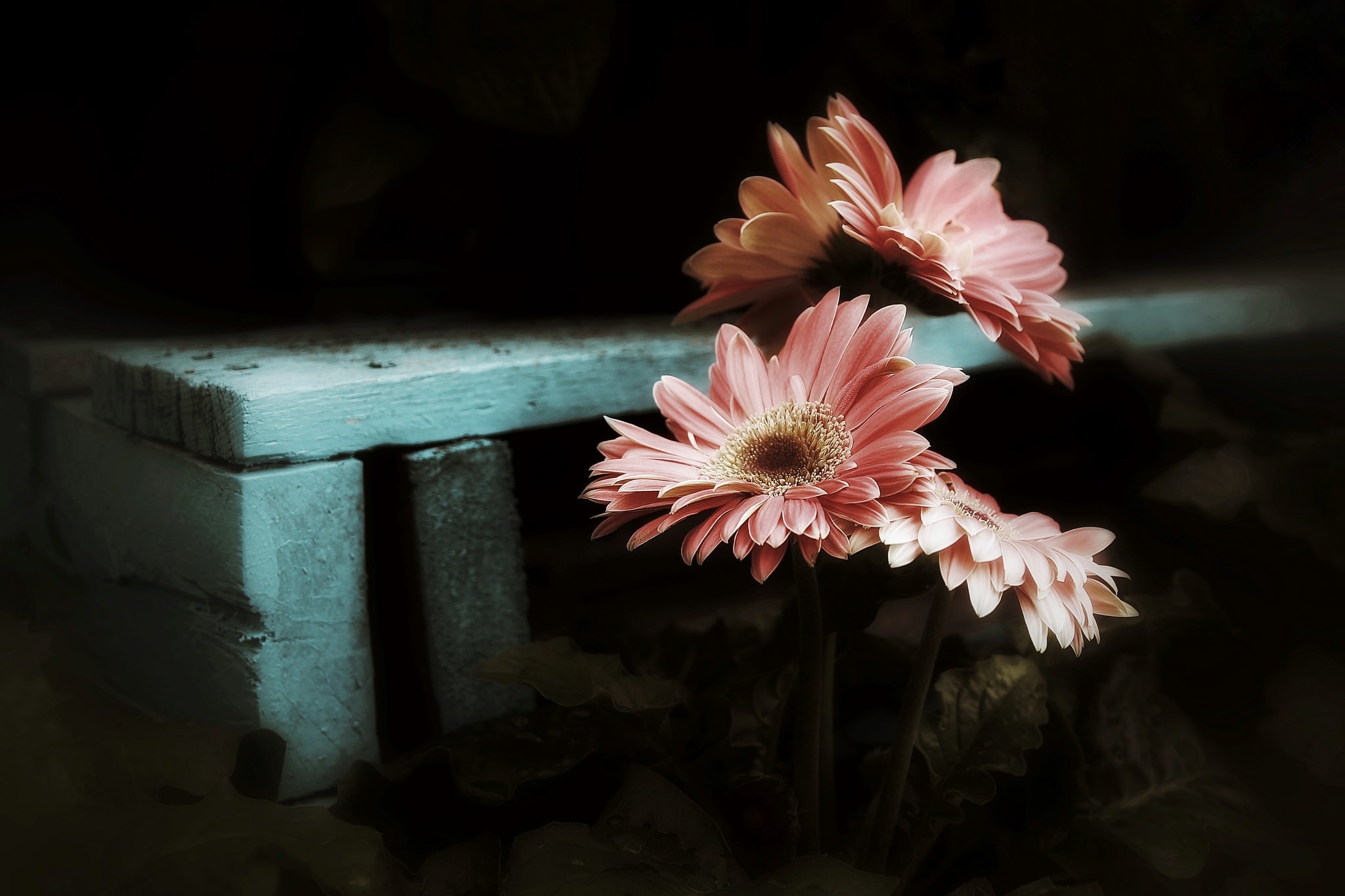 Pink Gerbera Daisies on a Blue Wooden Surface HD Wallpaper