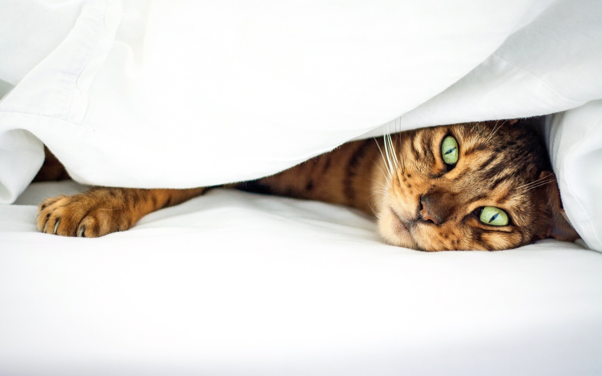 Bengal cat with green eyes peeking from white blanket HD Wallpaper