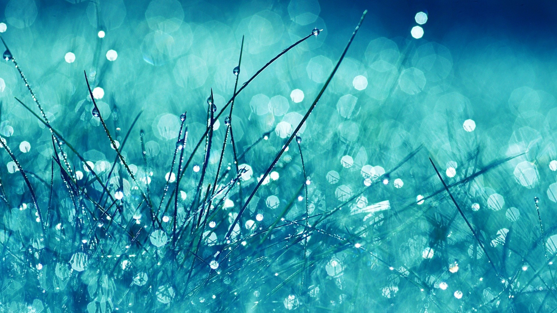 Close-up of grass with dew drops and bokeh HD Wallpaper