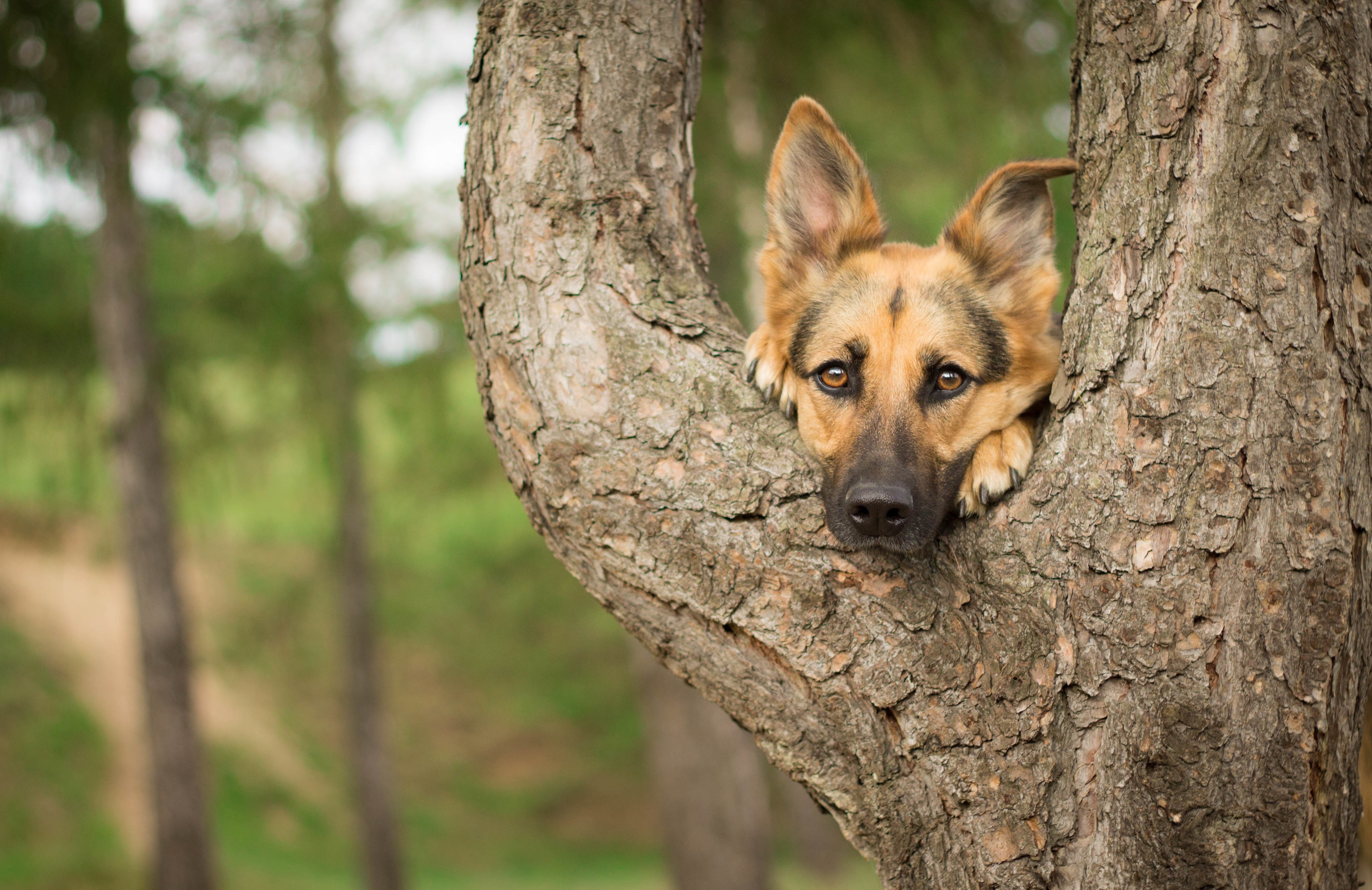 German Shepherd dog peeking out from a tree trunk HD Wallpaper