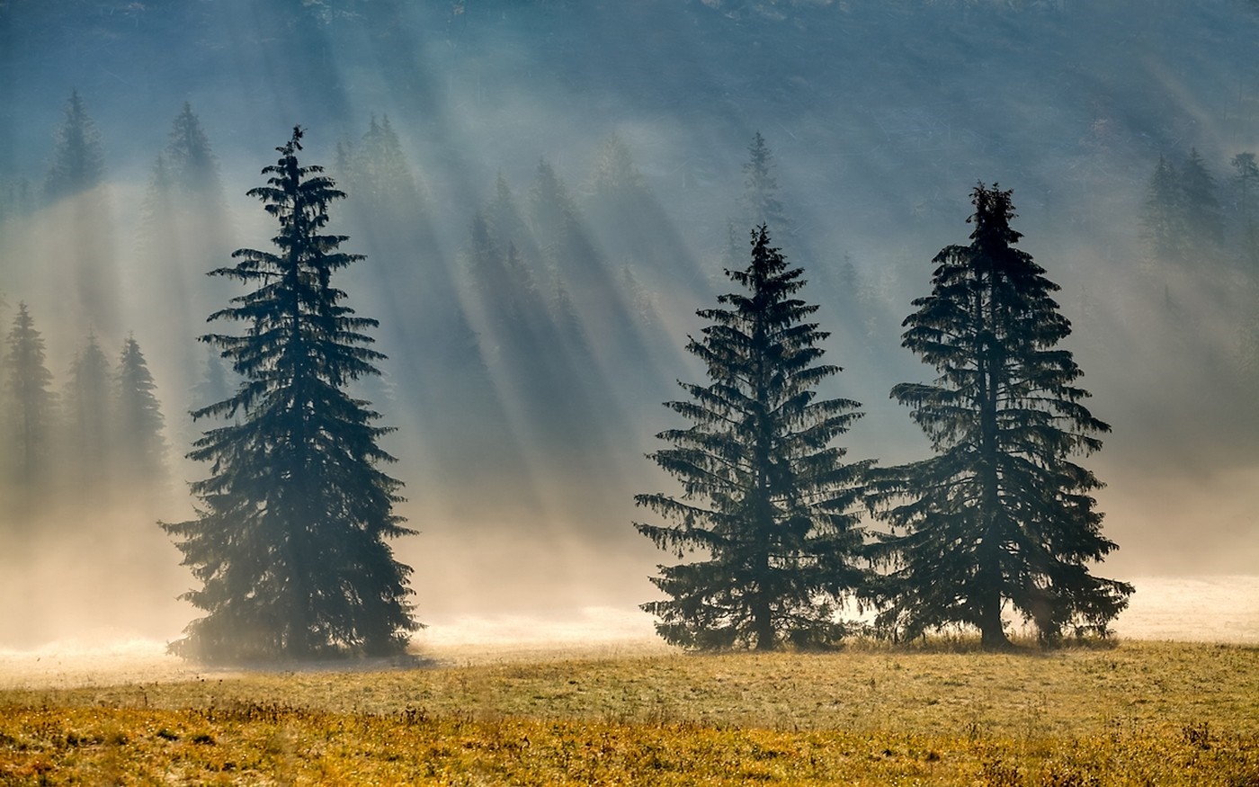 Sun rays through mist over spruce trees in a meadow HD Wallpaper