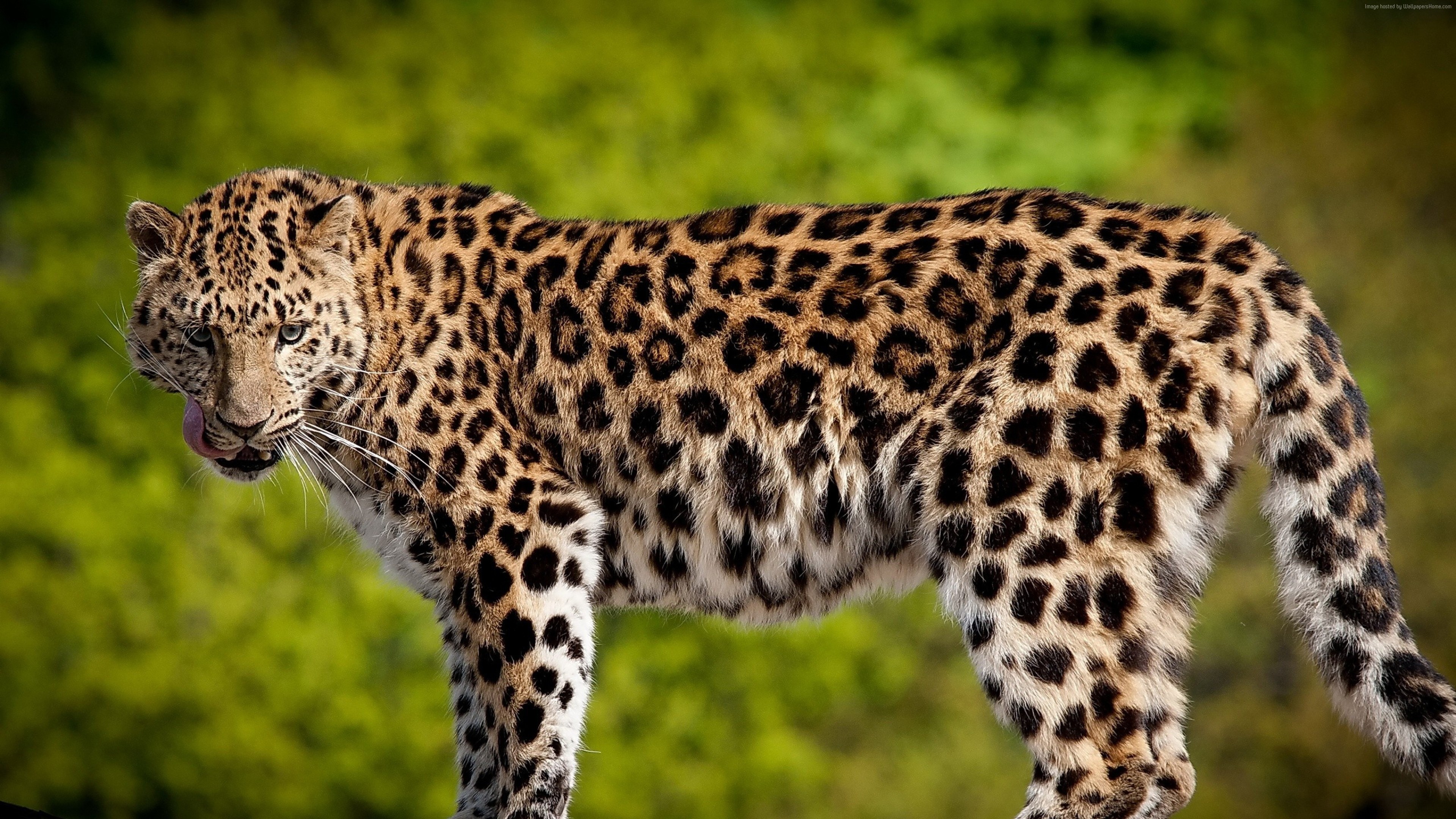 Leopard with spotted fur HD Wallpaper
