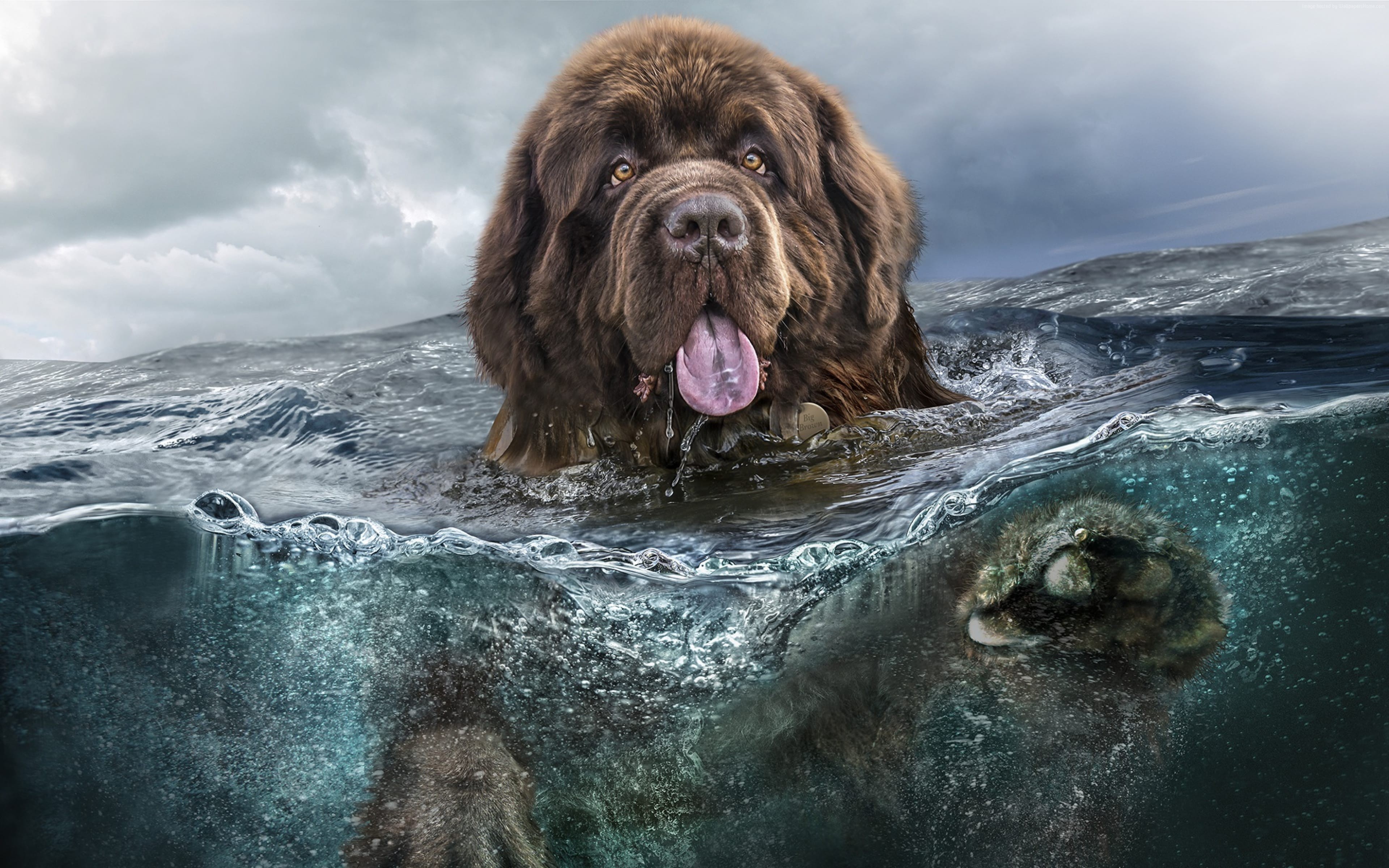 water, 4K, dog HD Wallpaper