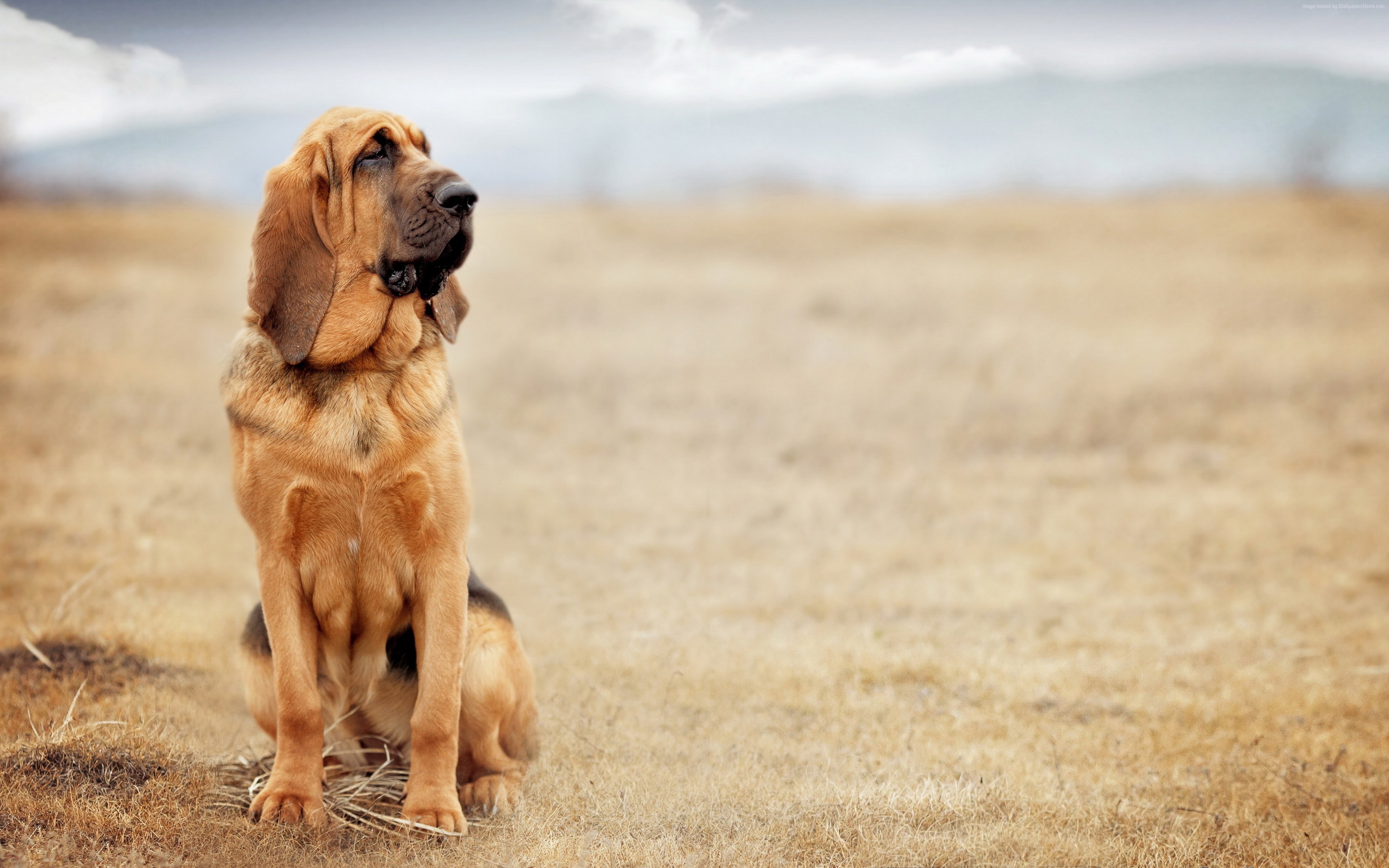 4K Bloodhound dog sitting in a field HD Wallpaper