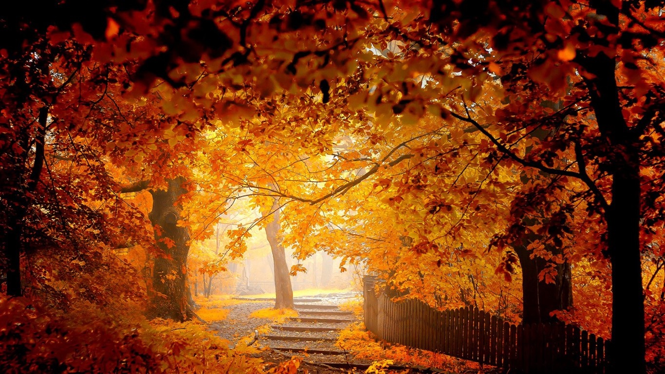 Autumn forest path with sunlight filtering through colorful leaves HD Wallpaper