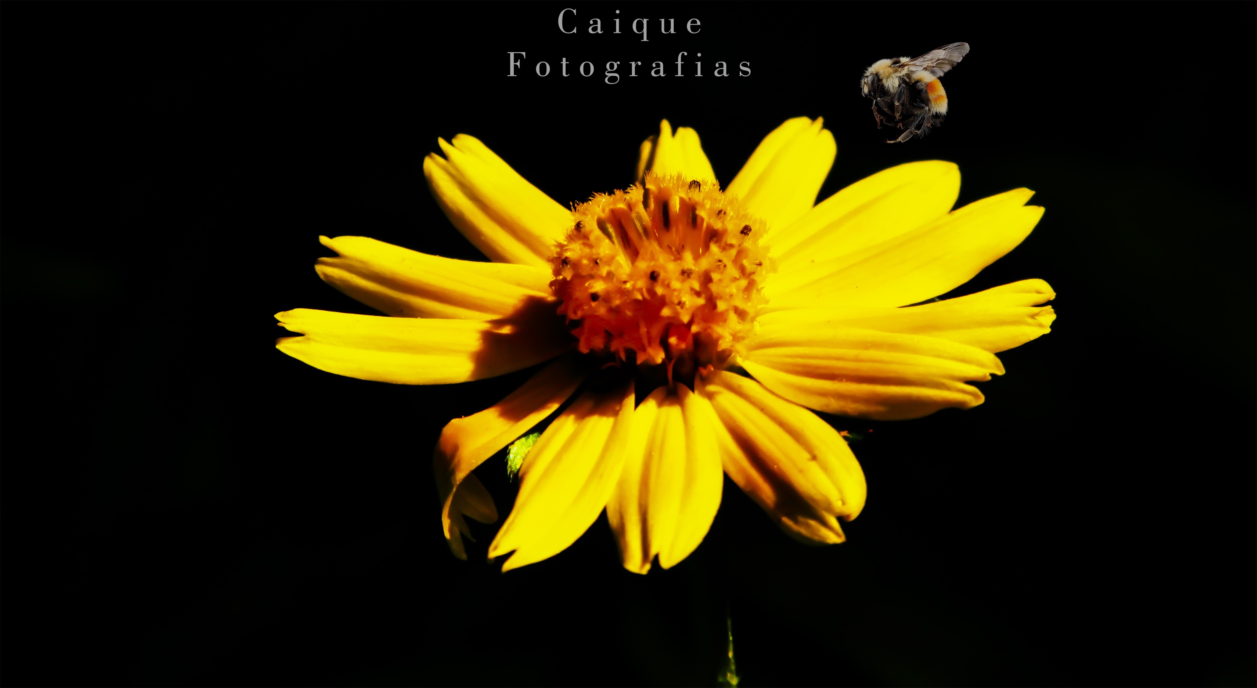 Yellow flower with a bee and text HD Wallpaper