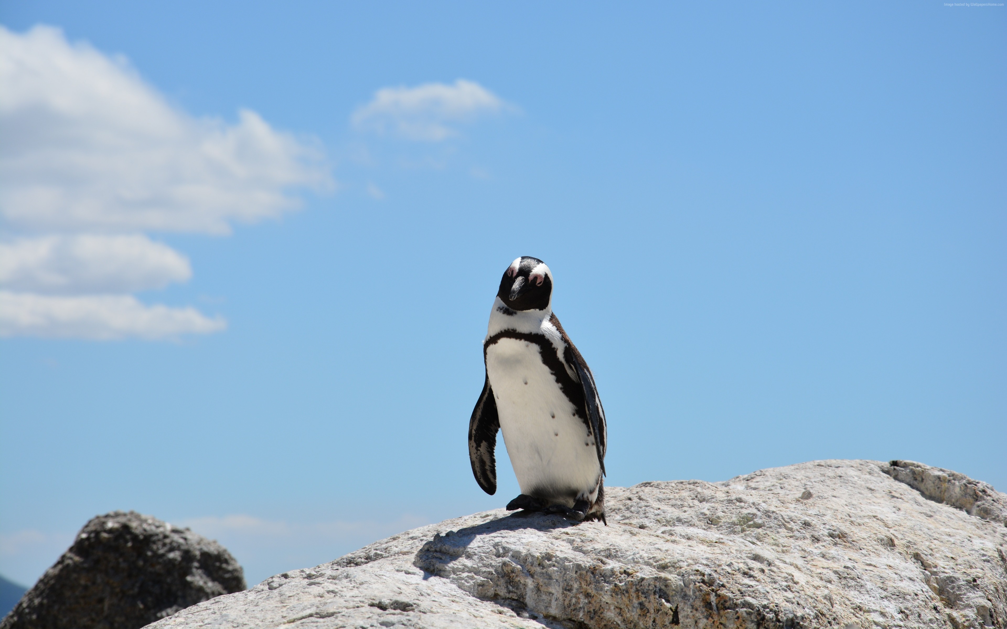 Penguin on a rock with blue sky and clouds 4K HD Wallpaper