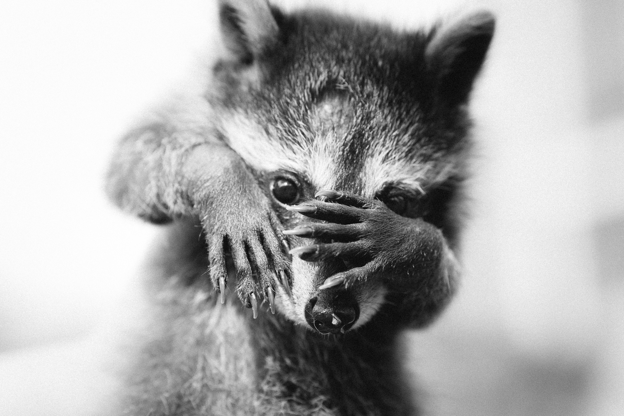 Close up of a raccoon covering its face with its paws HD Wallpaper