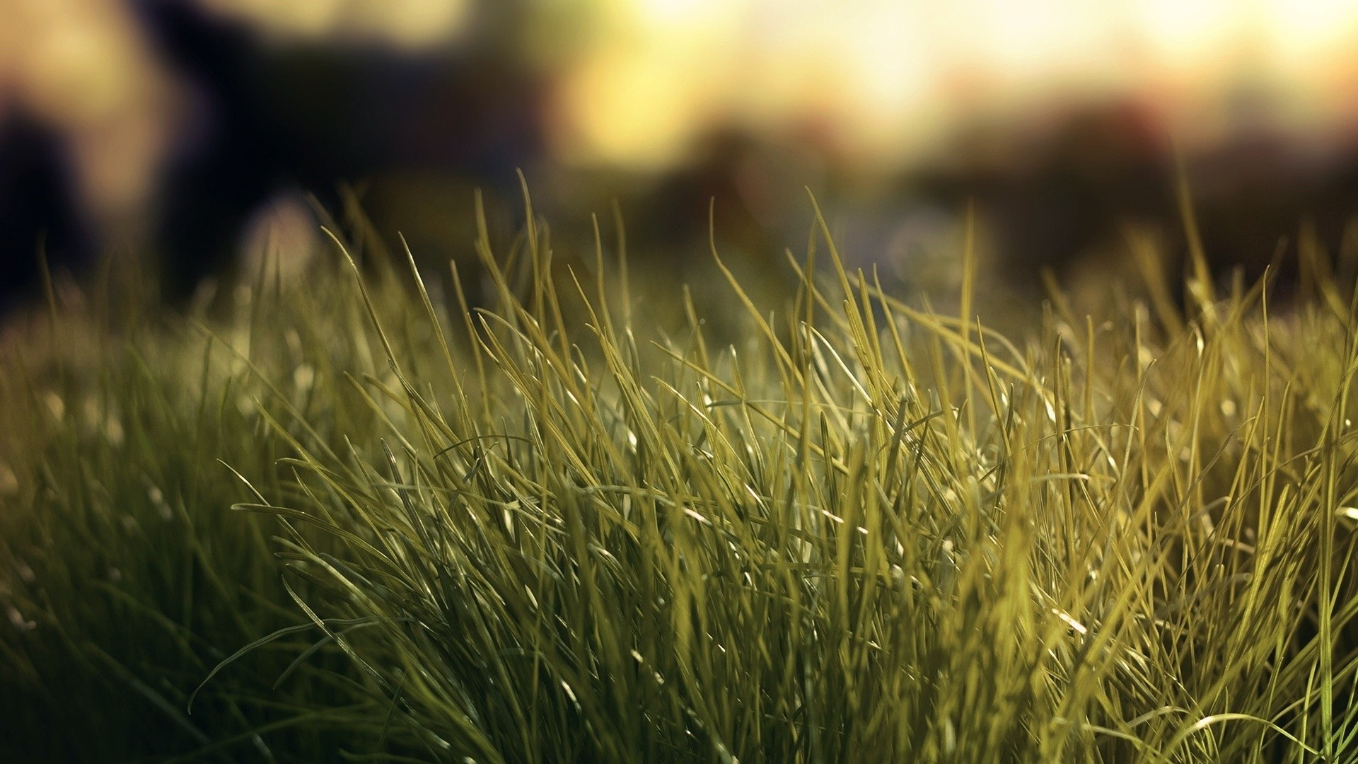 Close-up of green grass blades in sunlight HD Wallpaper