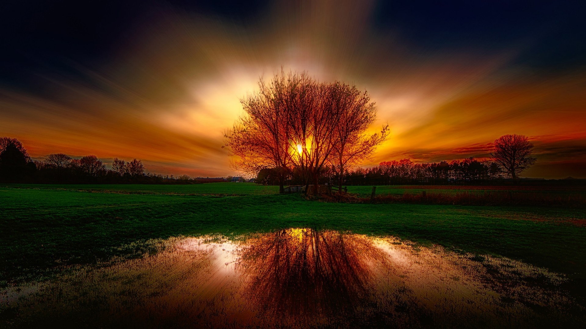 Tree reflection in water at sunset with sun rays HD Wallpaper