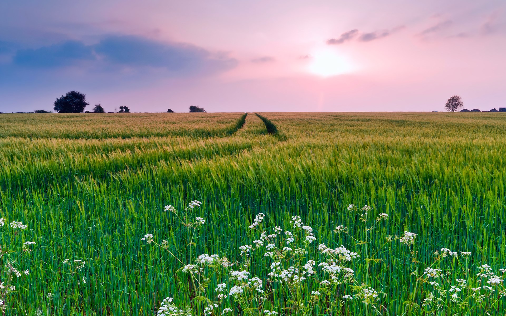 Wheat field at sunset with a path HD Wallpaper
