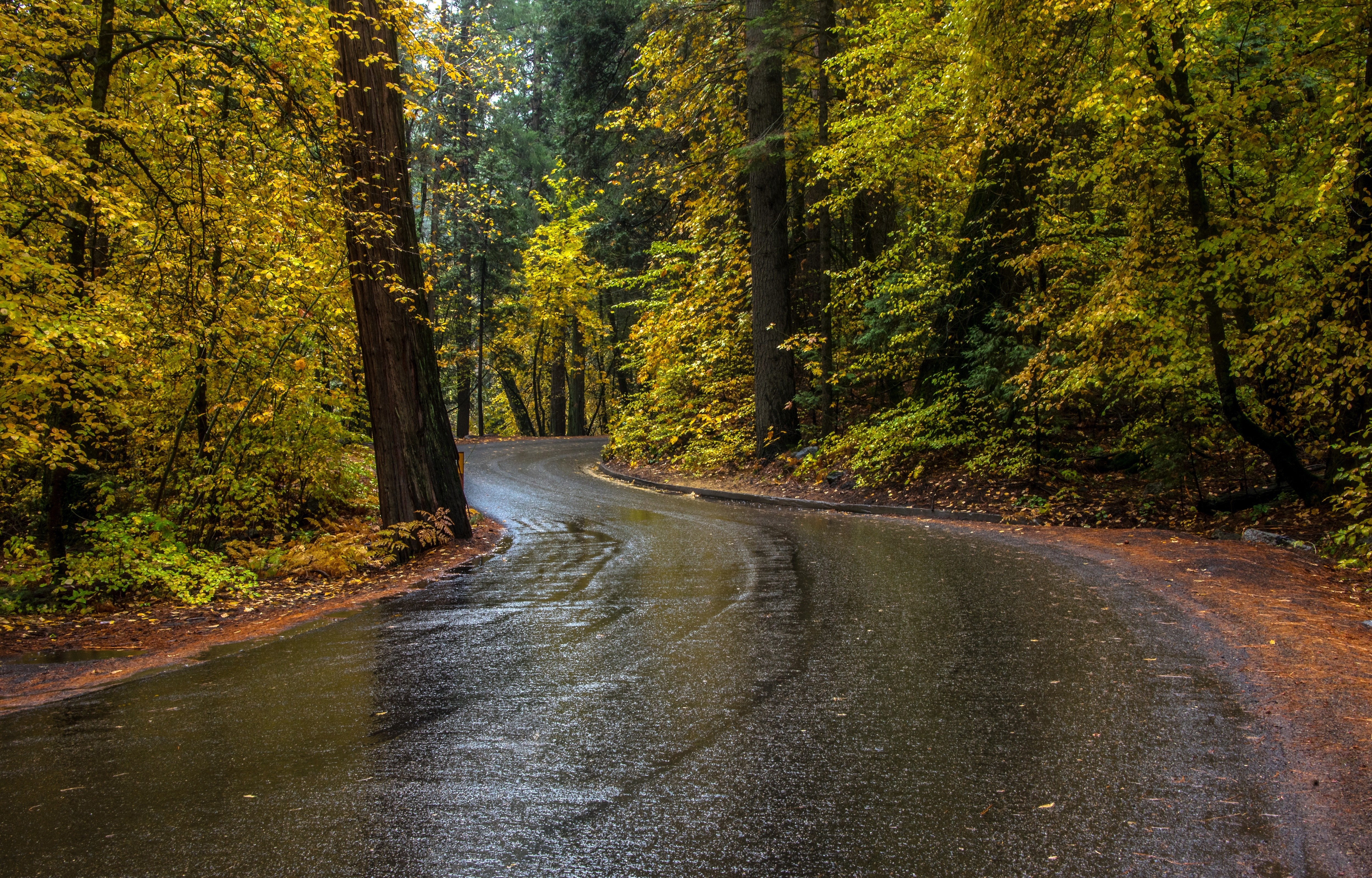 Winding wet road through an autumn forest HD Wallpaper