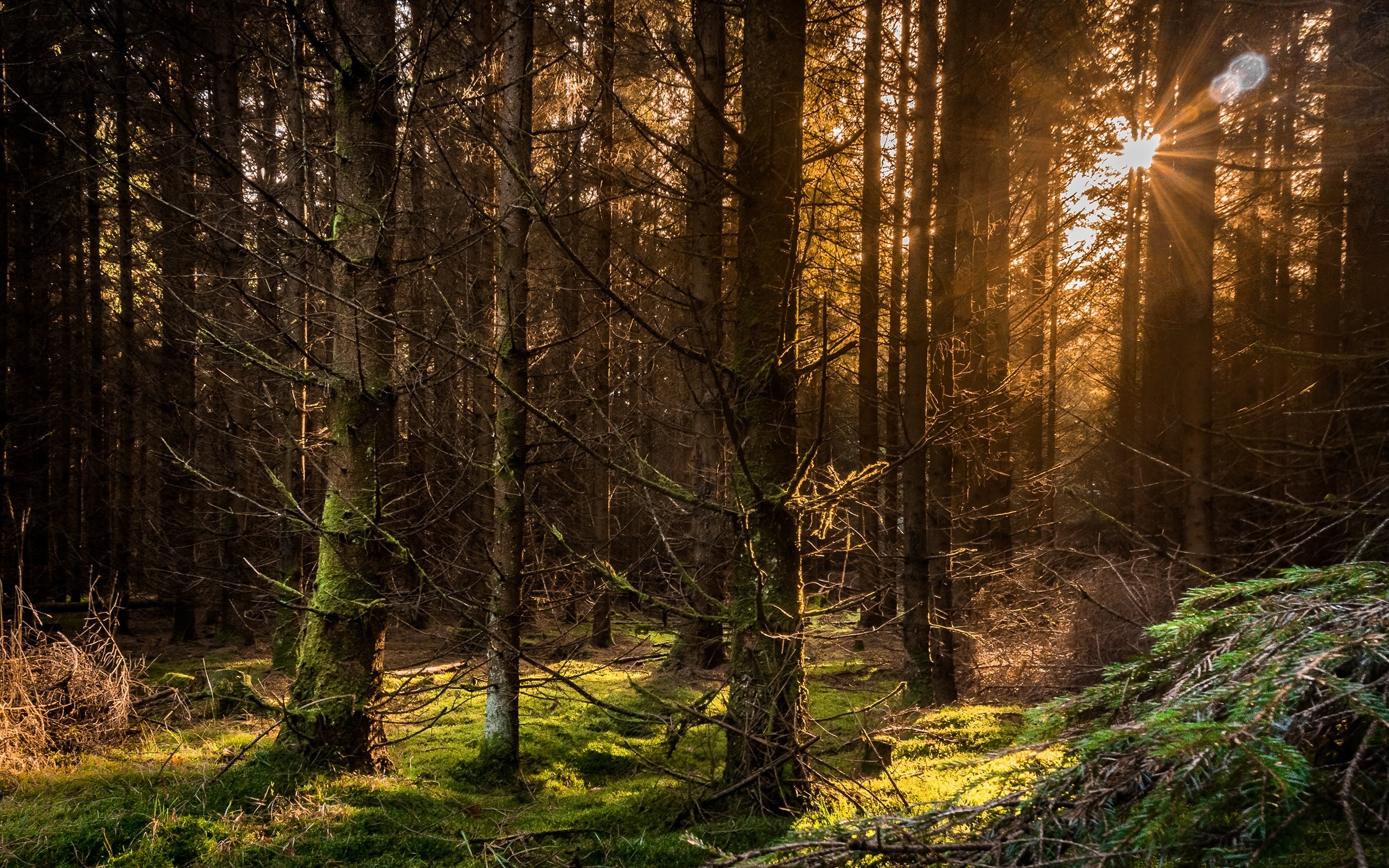 Sunlight filtering through a dense forest HD Wallpaper